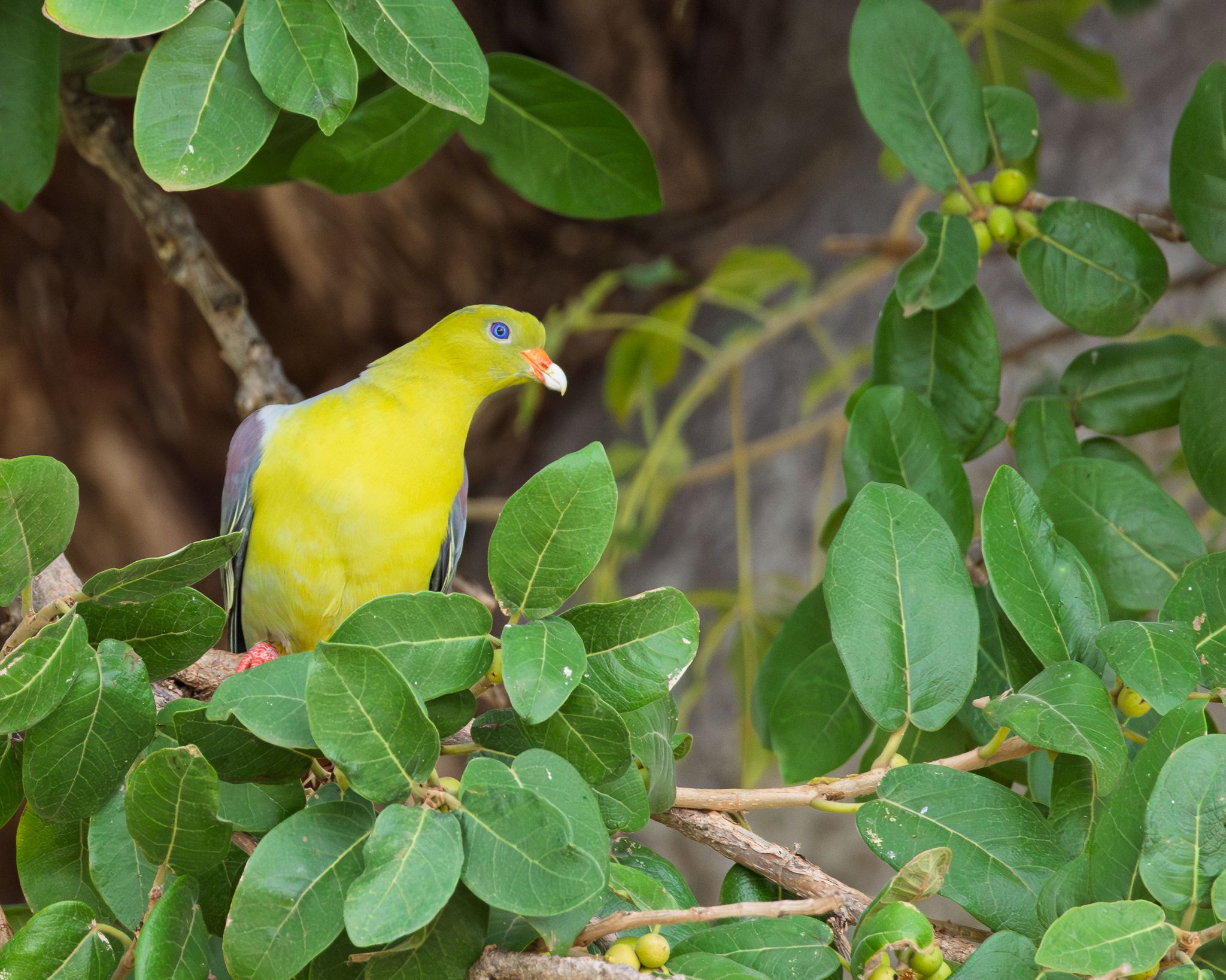A Green Pigeon in Tanzania