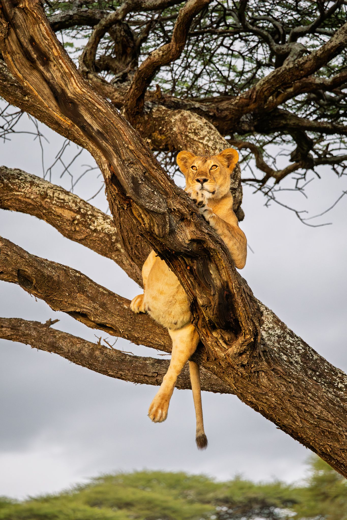 A female Lion soaking up the last of the sun's rays in Ndutu, Tanzania