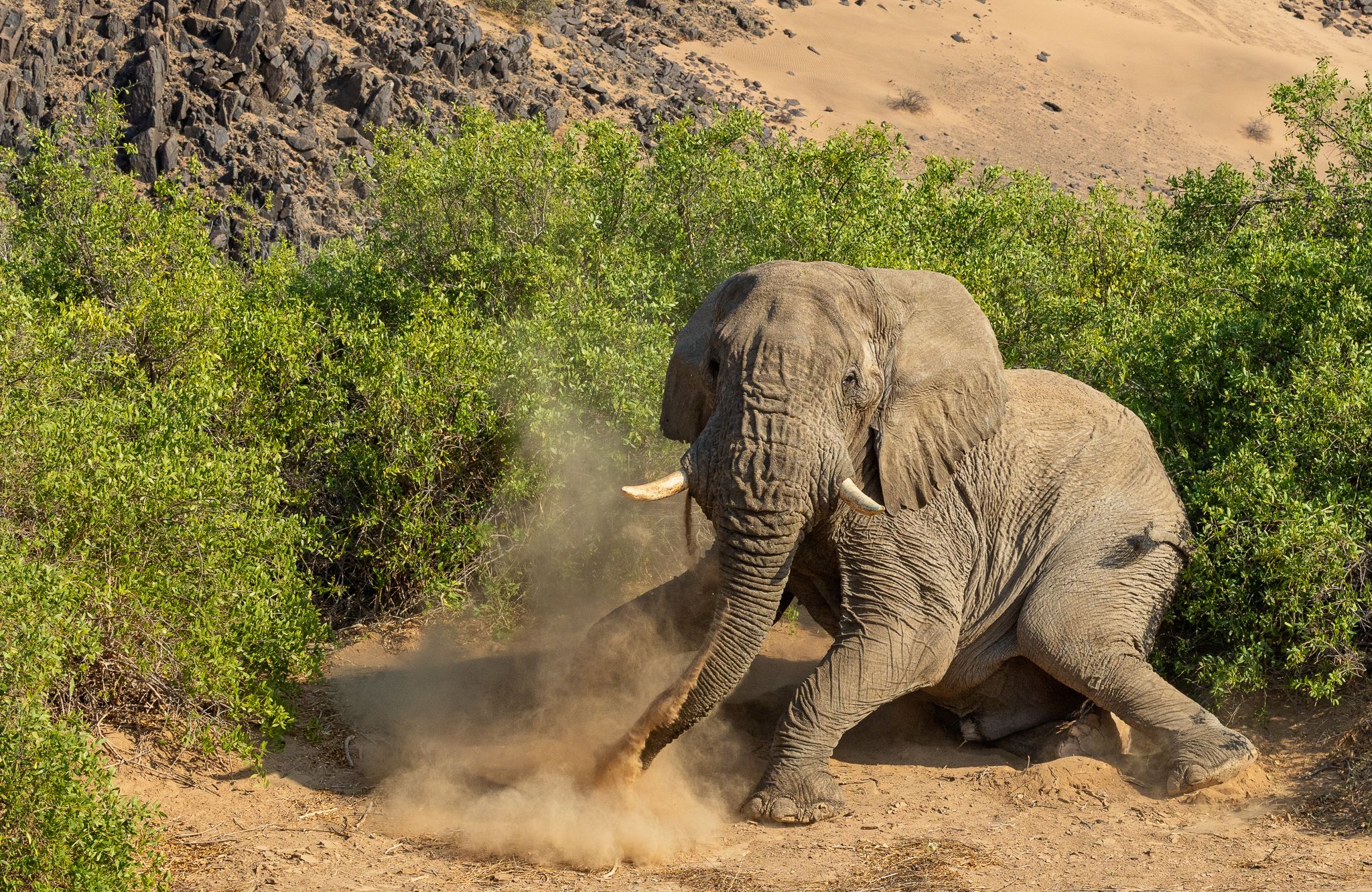 An Elephant standing up in Namibia.