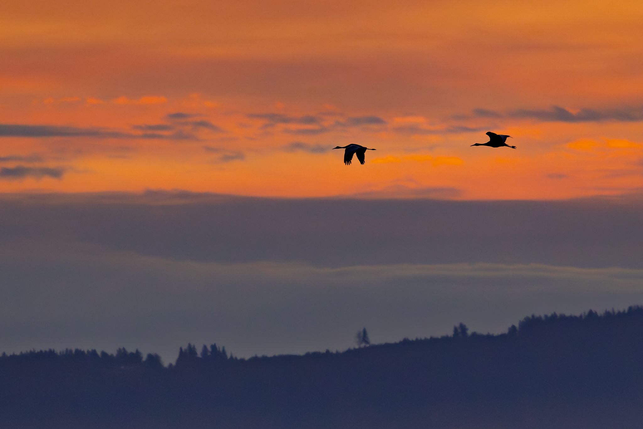 A couple Sandhill Cranes flying through the sunset.