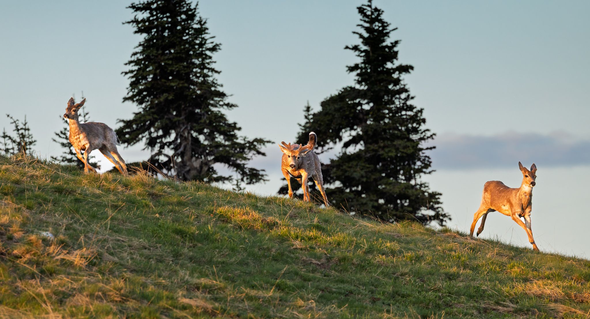 Deer running with the setting sun in Olympic National Park.