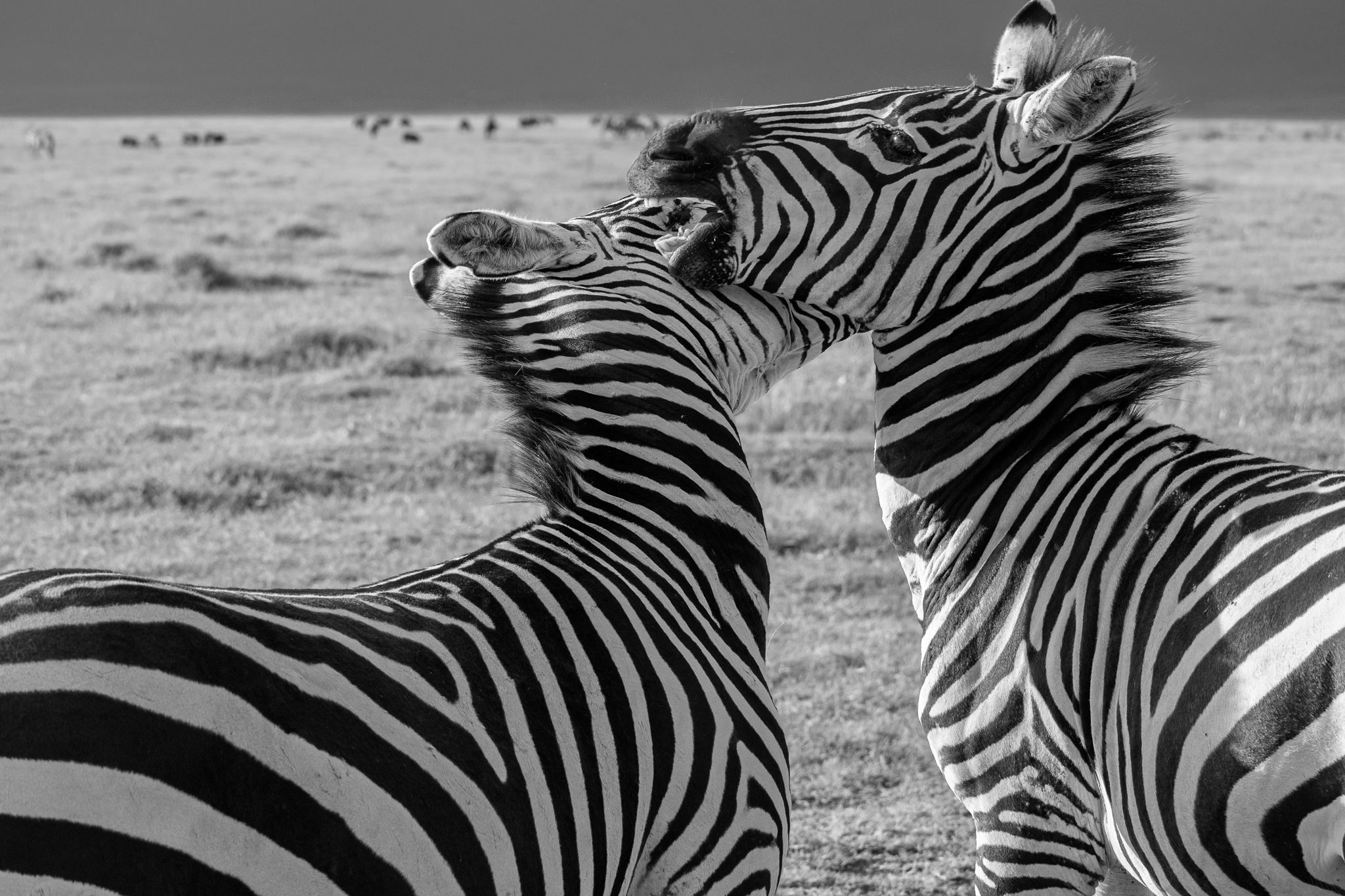 Zebras having a slight disagreement in Ngorongoro Crater, Tanzania