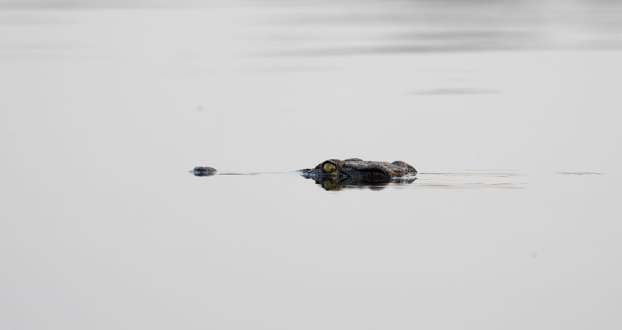 A smaller Nile Crocodile swimming in the Chobe River. Chobe National Park, Botswana.