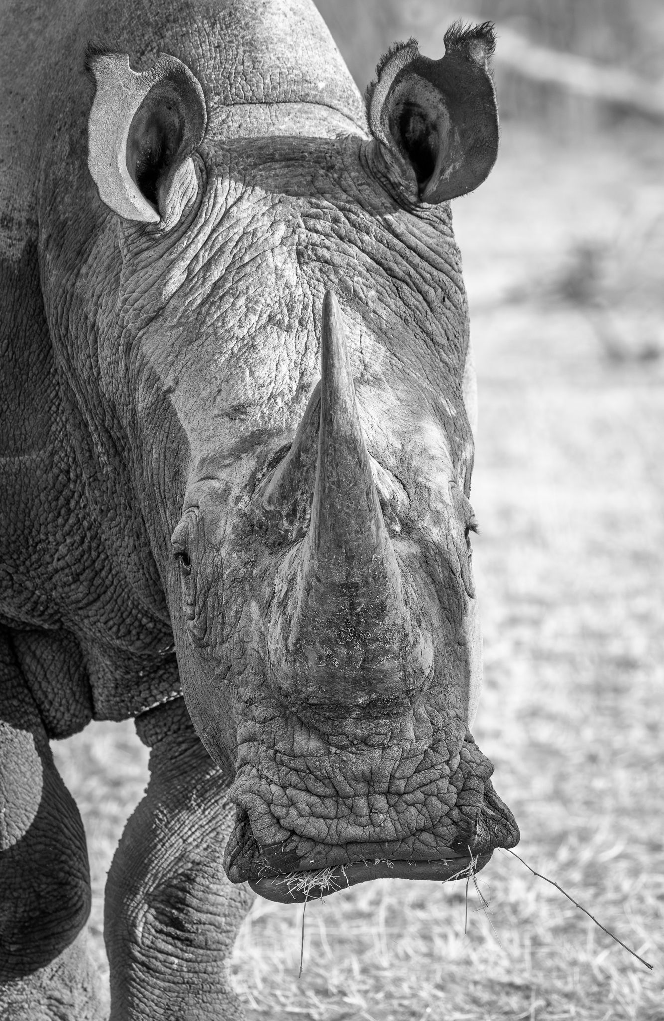 A White Rhino in Namibia just outside of Etosha National Park