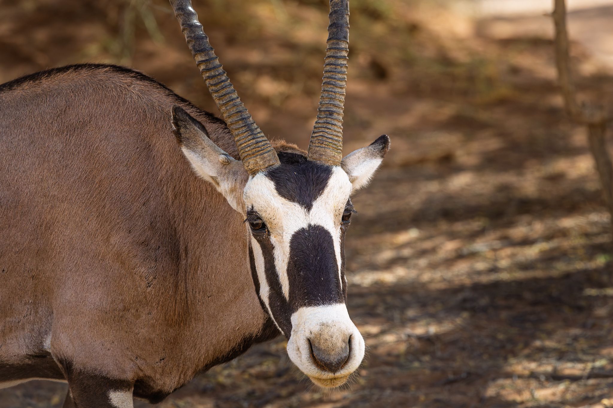 An Oryx in the Namib desert in Namibia