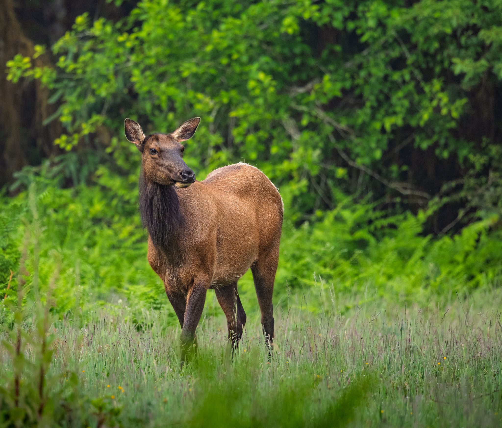 A Roosevelt's Elk in Olympic National Park. Washington State.