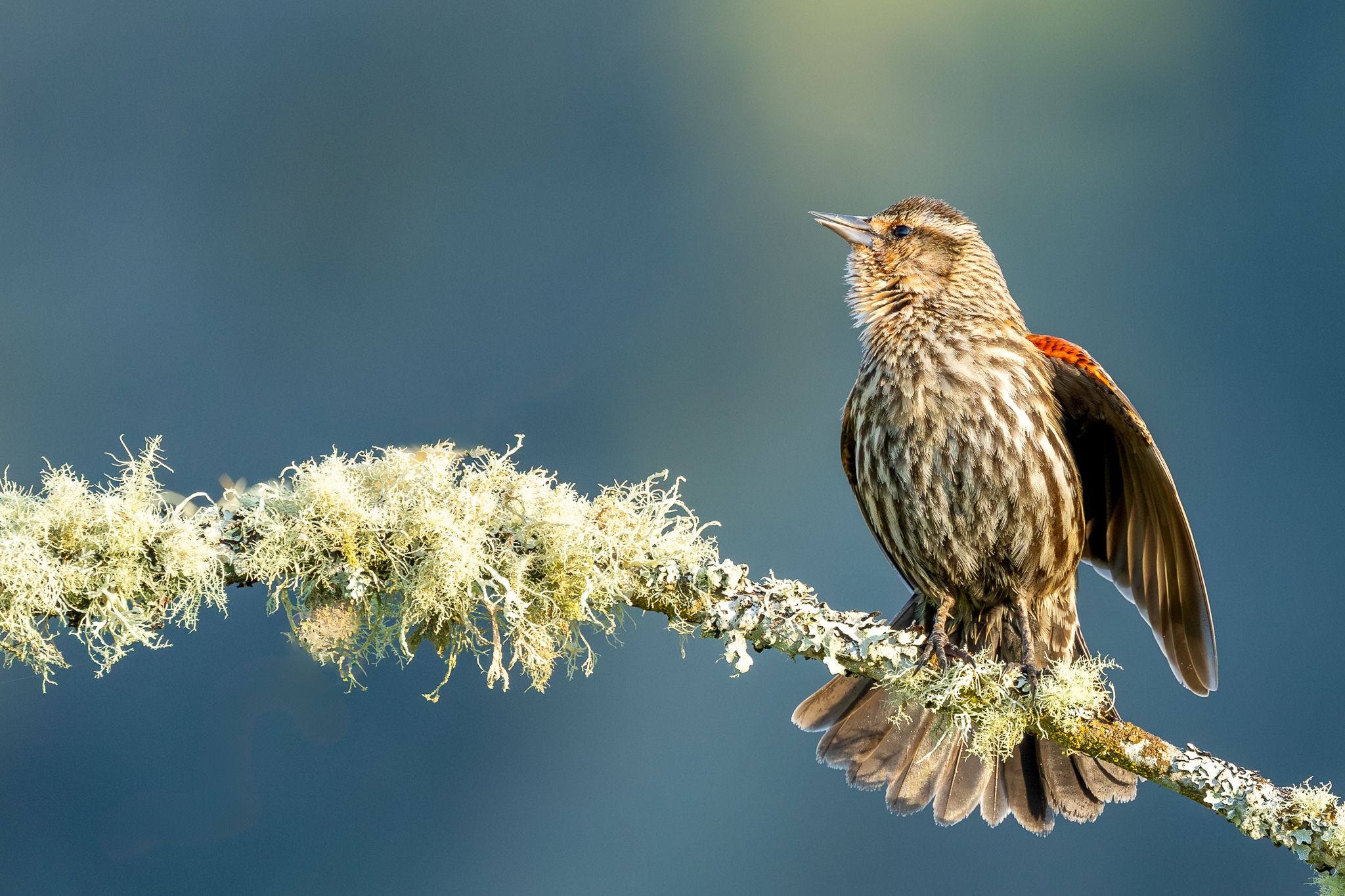 A female Red-winged Blackbird in Washington State.