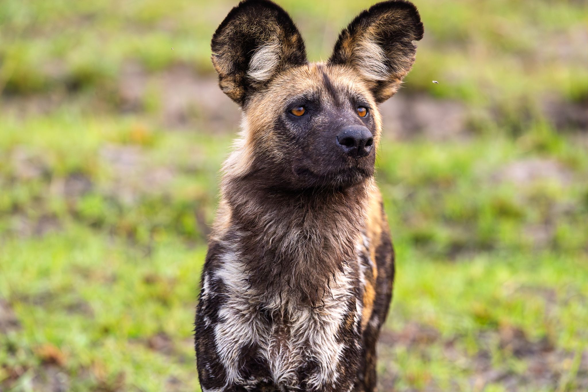 An African Wild Dog in the Okavango Delta, Botswana