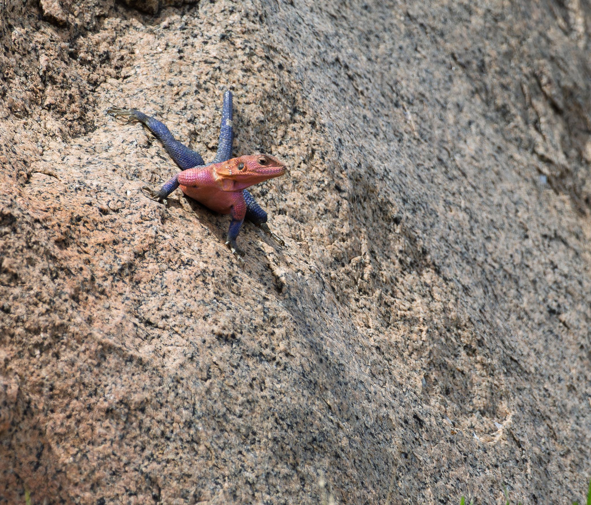A Red-headed Agama showing off in the Serengeti, Tanzania.