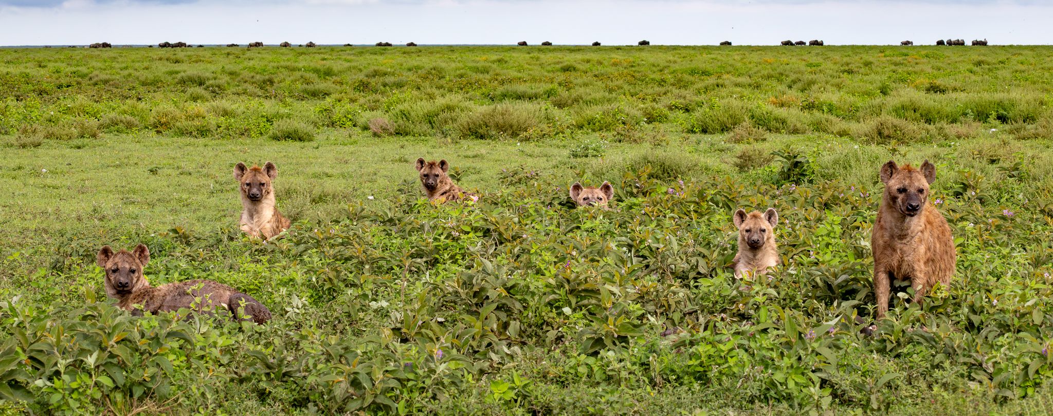 Six Hyenas taking a look from their resting spot in a bush in Serengeti National Park, Tanzania.