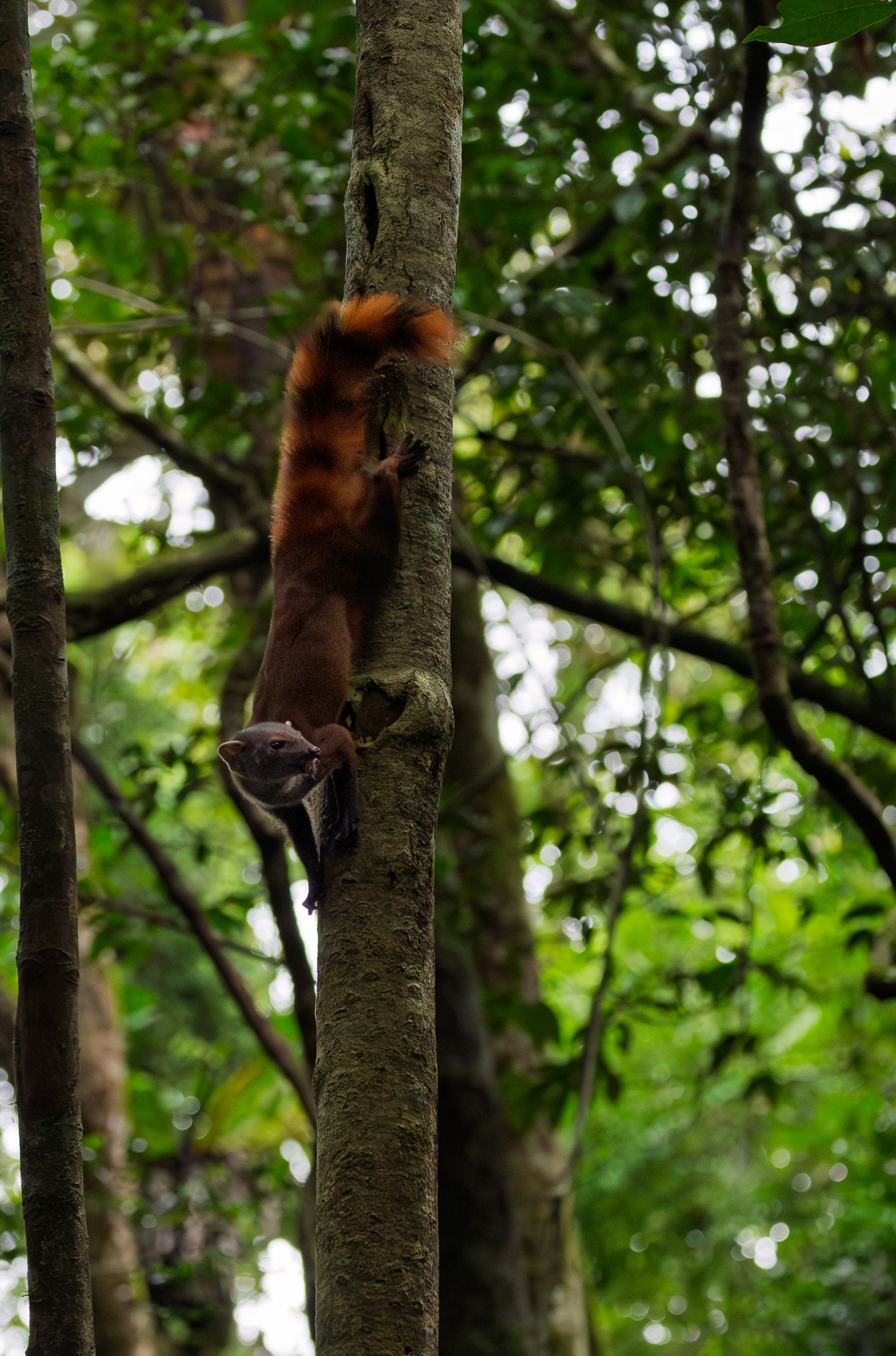 A Ring-tailed Mongoose climbing down a tree in the Rainforest in Masoala National Park, Madagascar.