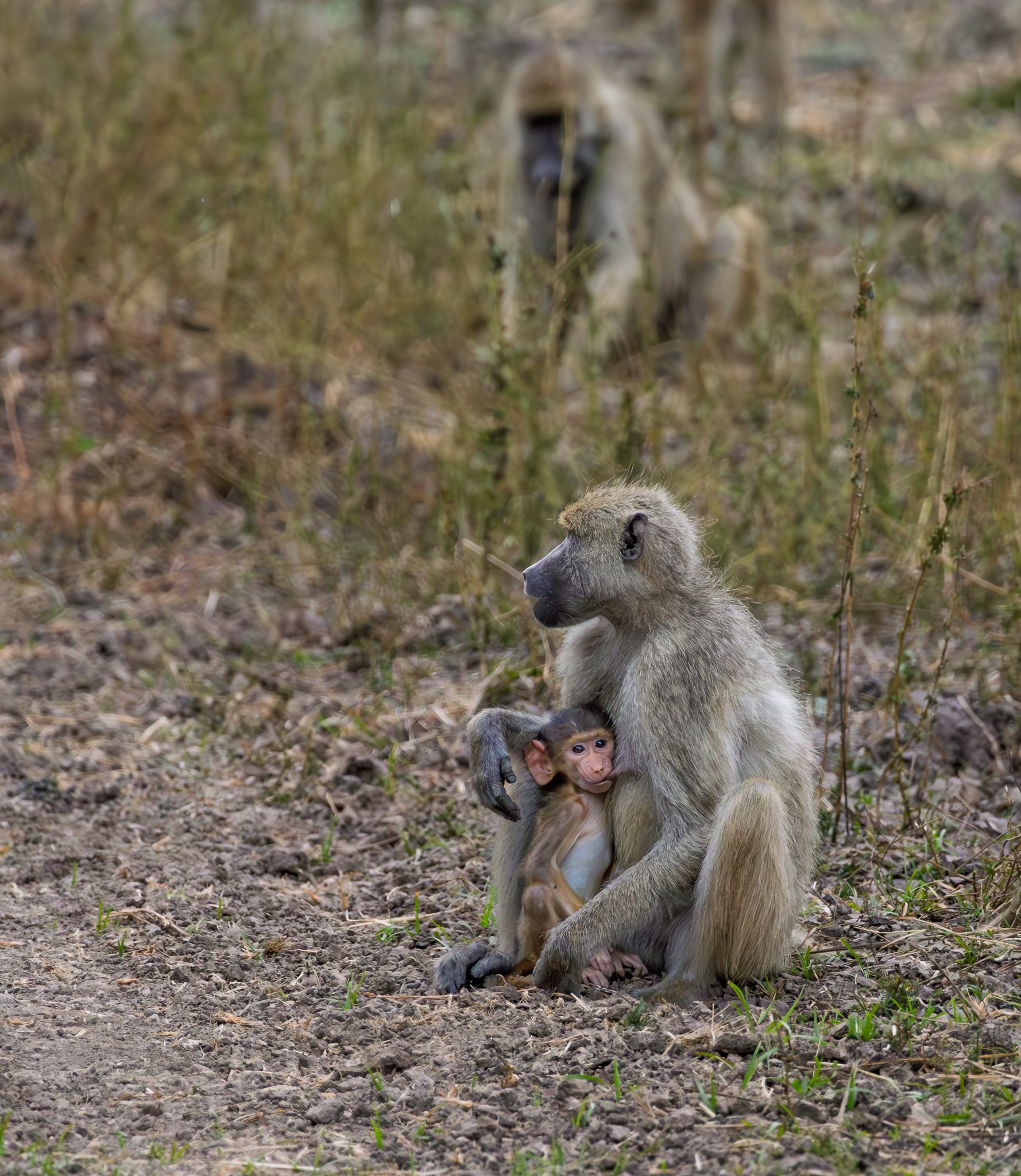 A young Yellow Baboon nursing in South Luangwa National Park, Zambia