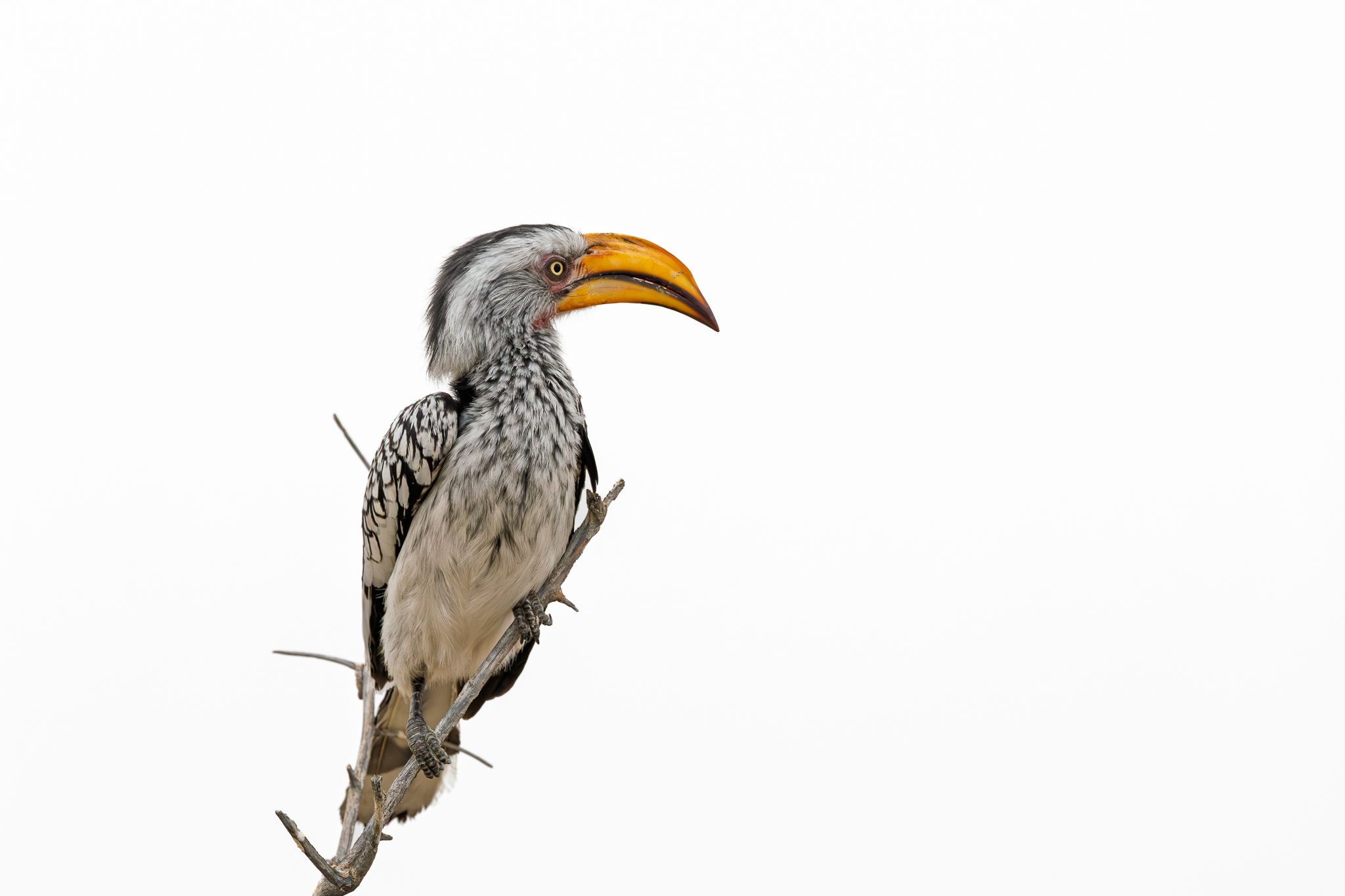 A Yellow-billed Hornbill in Namibia