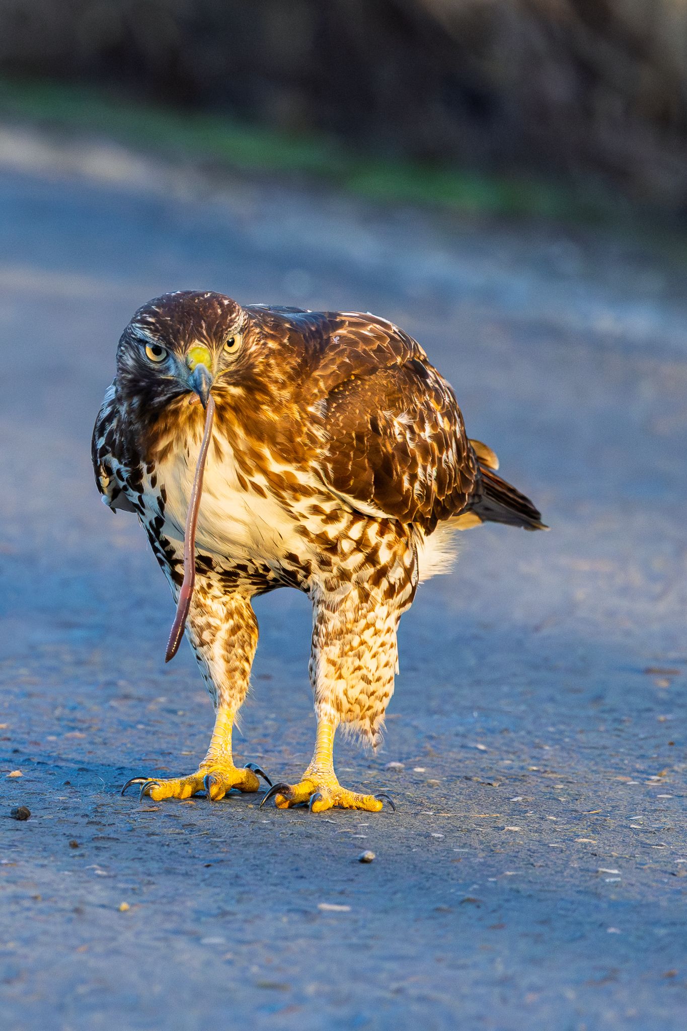 A Red-tailed hawk eating a worm in Ridgefield National Wildlife Refuge
