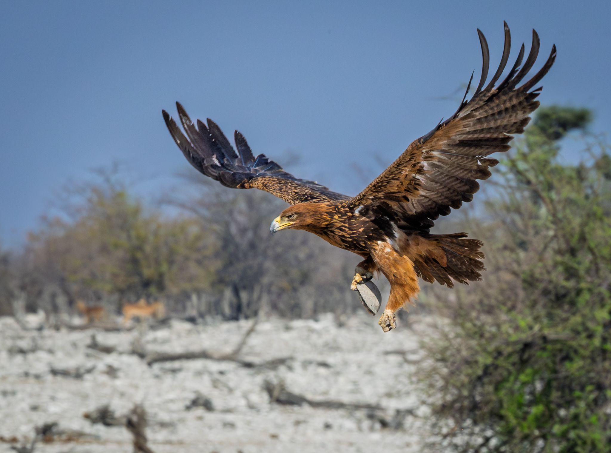 A Tawny Eagle flying away with a tortoise it just picked up in Etosha National Park, Namibia