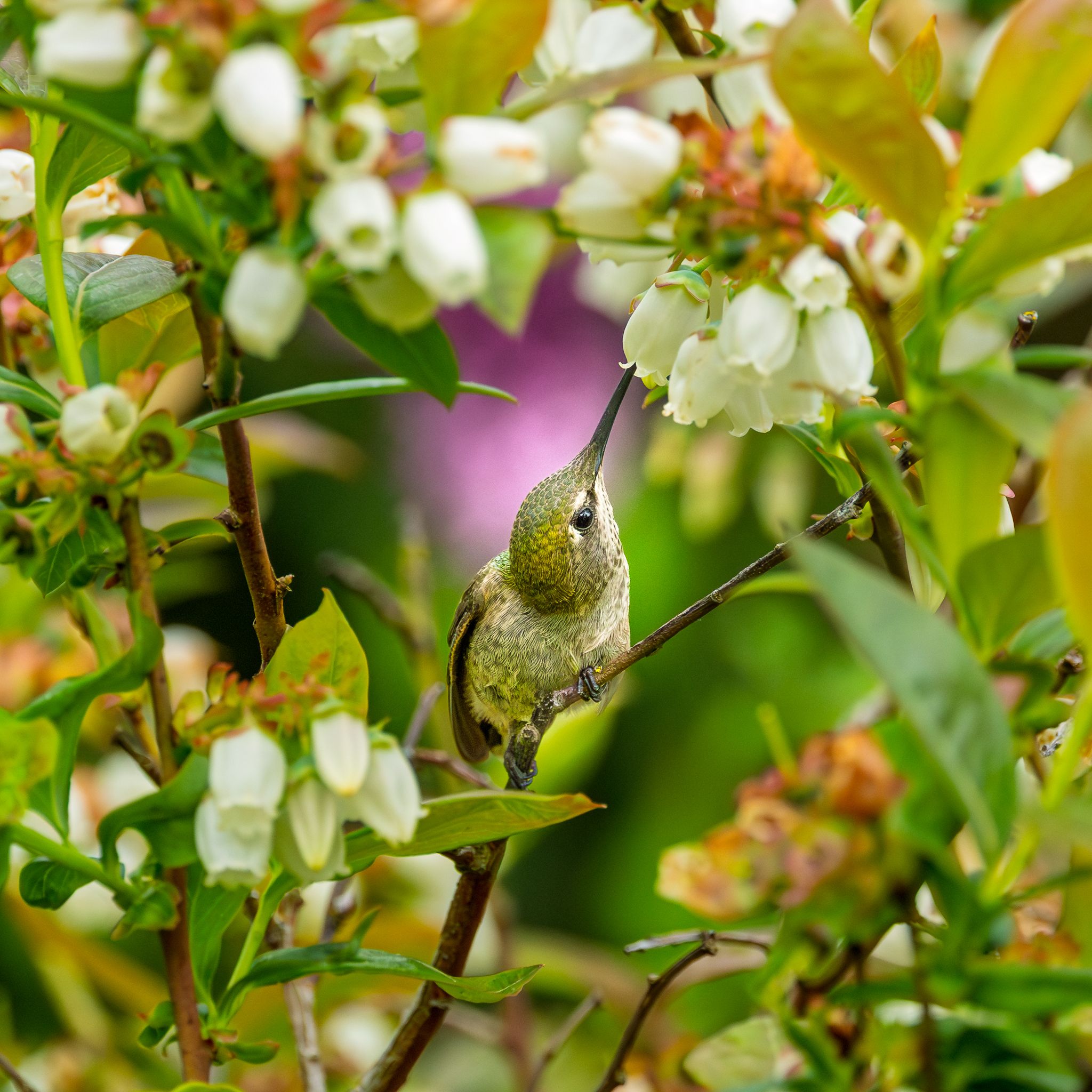 An Anna's Hummingbird in Washington State