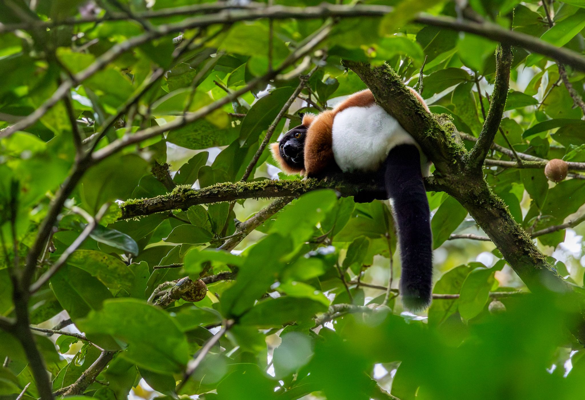 A Red Ruffed Lemur  in the tree tops of the rainforest in Masoala National Park, Madagascar.