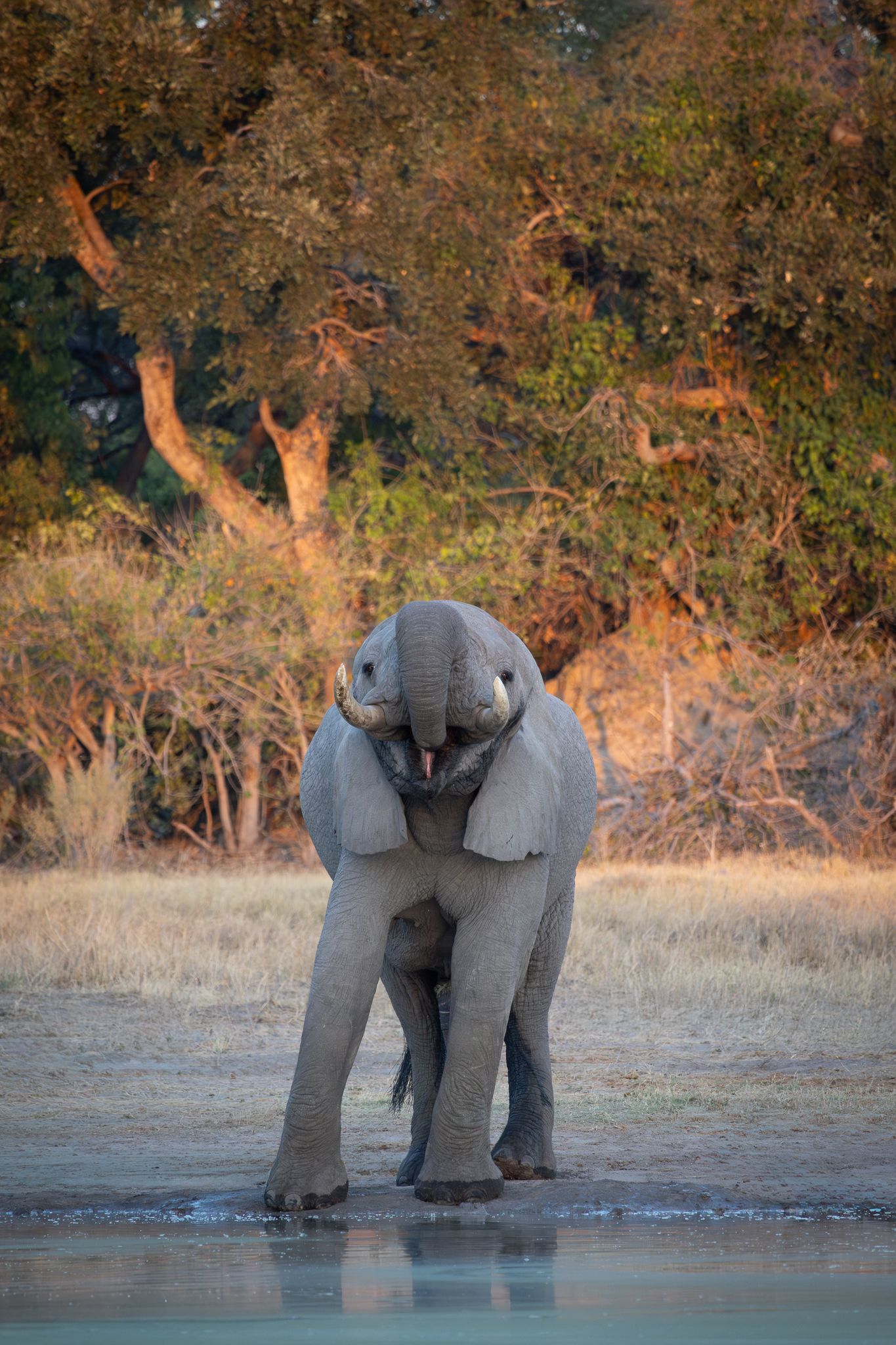 A young elephant enjoying a drink at a waterhole in the Okavango Delta, Botswana