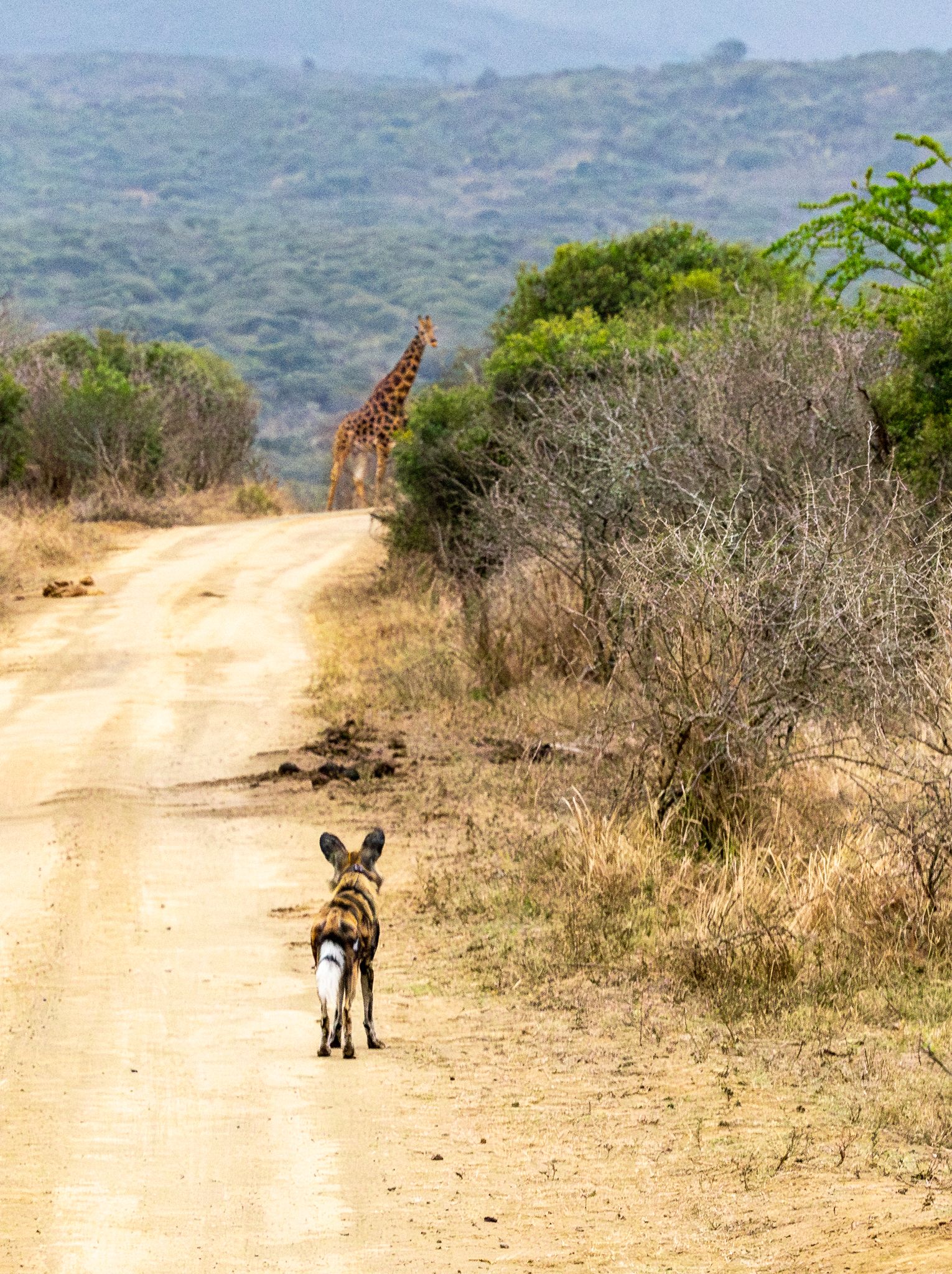 An African Wild Dog spots a giraffe in the distance in Hluhluwe–iMfolozi Park, South Africa
