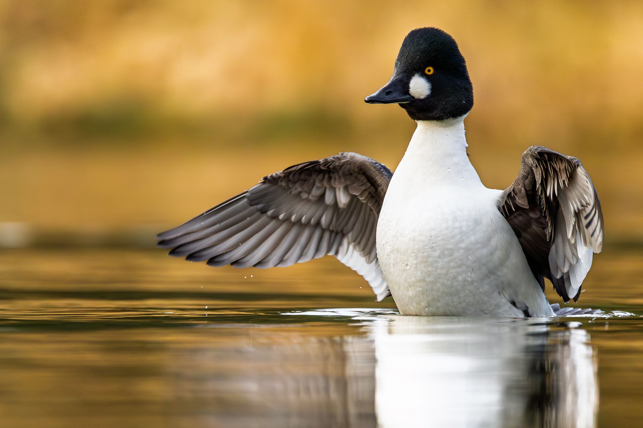 A Common Goldeneye in Washington State