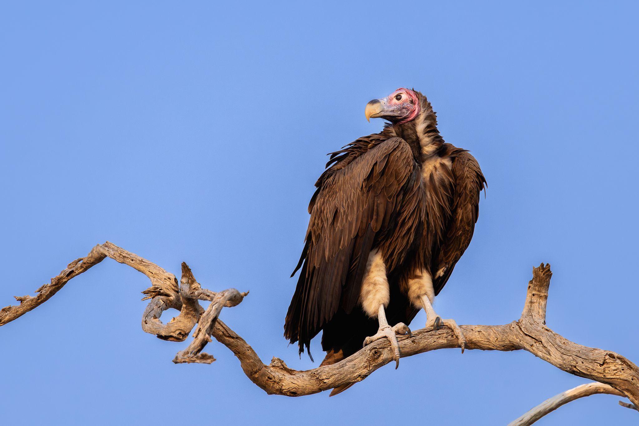 A Lappet-faced Vulture in the Okavango Delta, Botswana