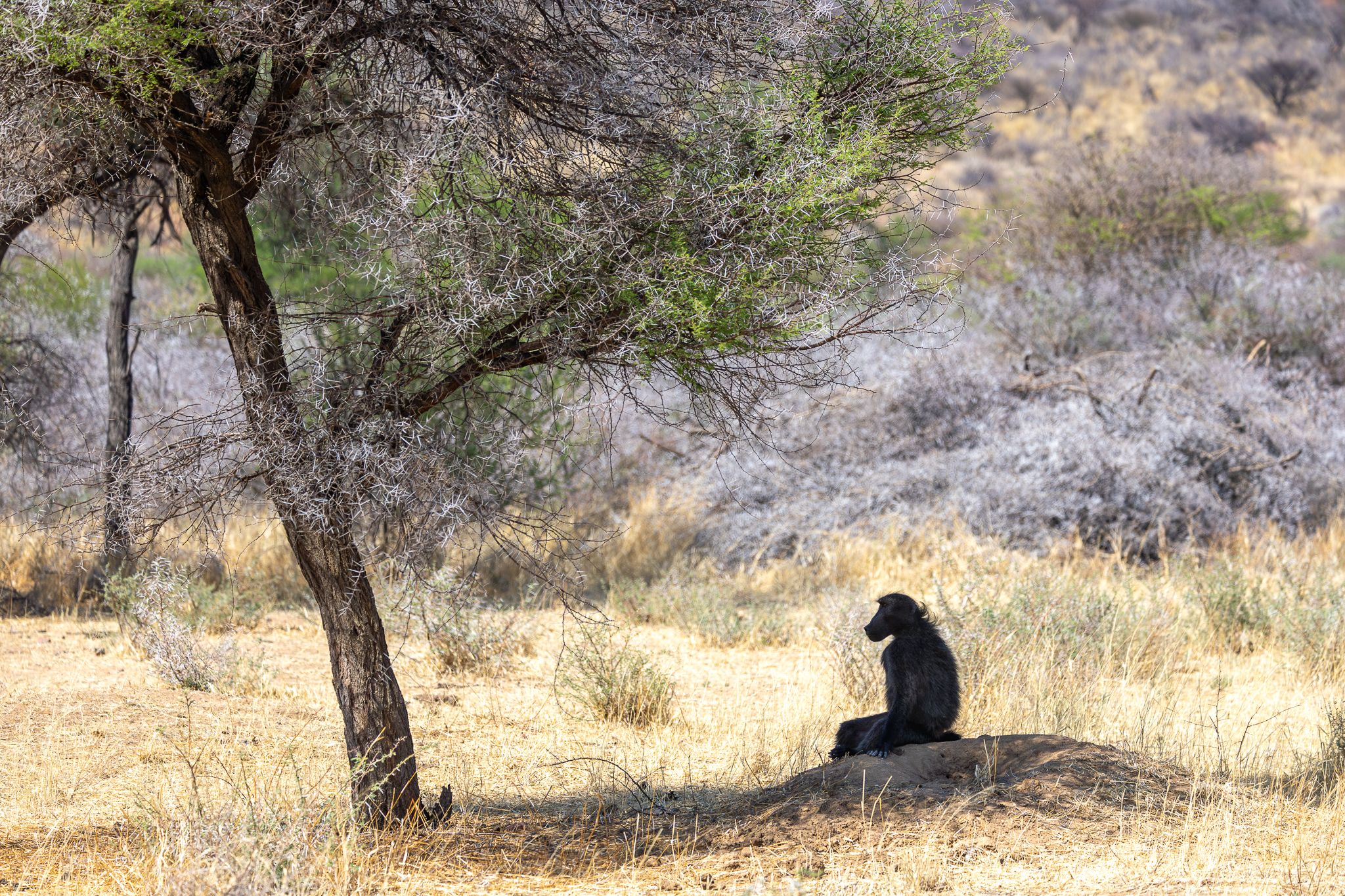 A baboon enjoy a shade tree in Namibia