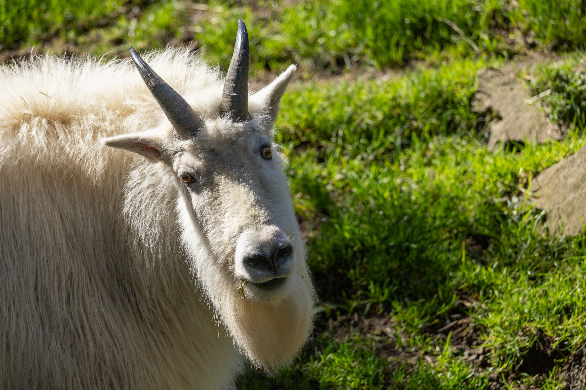 A Mountain Goat at the Oregon Zoo.