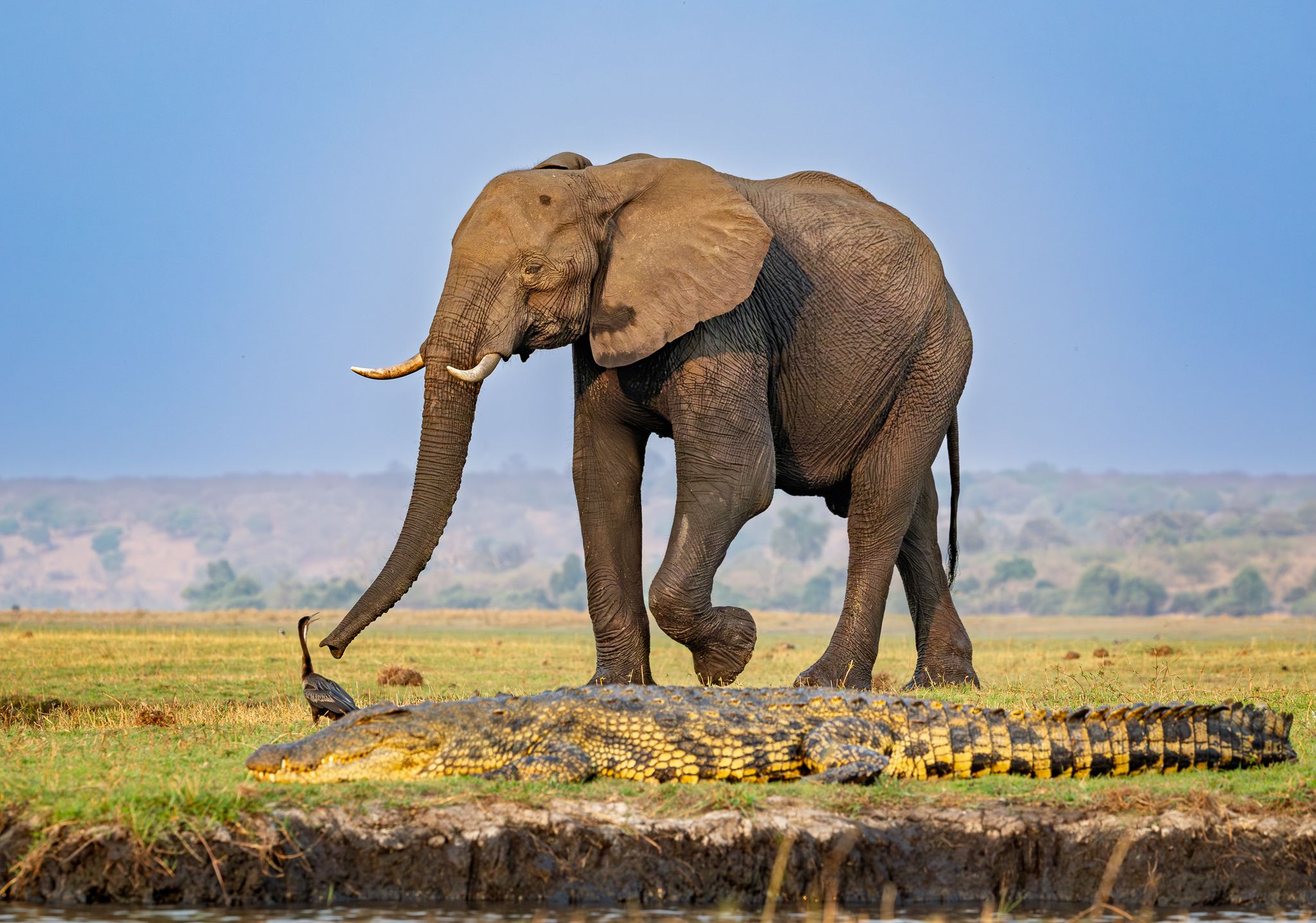 An elephant and crocodile on the banks of the Chobe river in Chobe National Park, Botswana