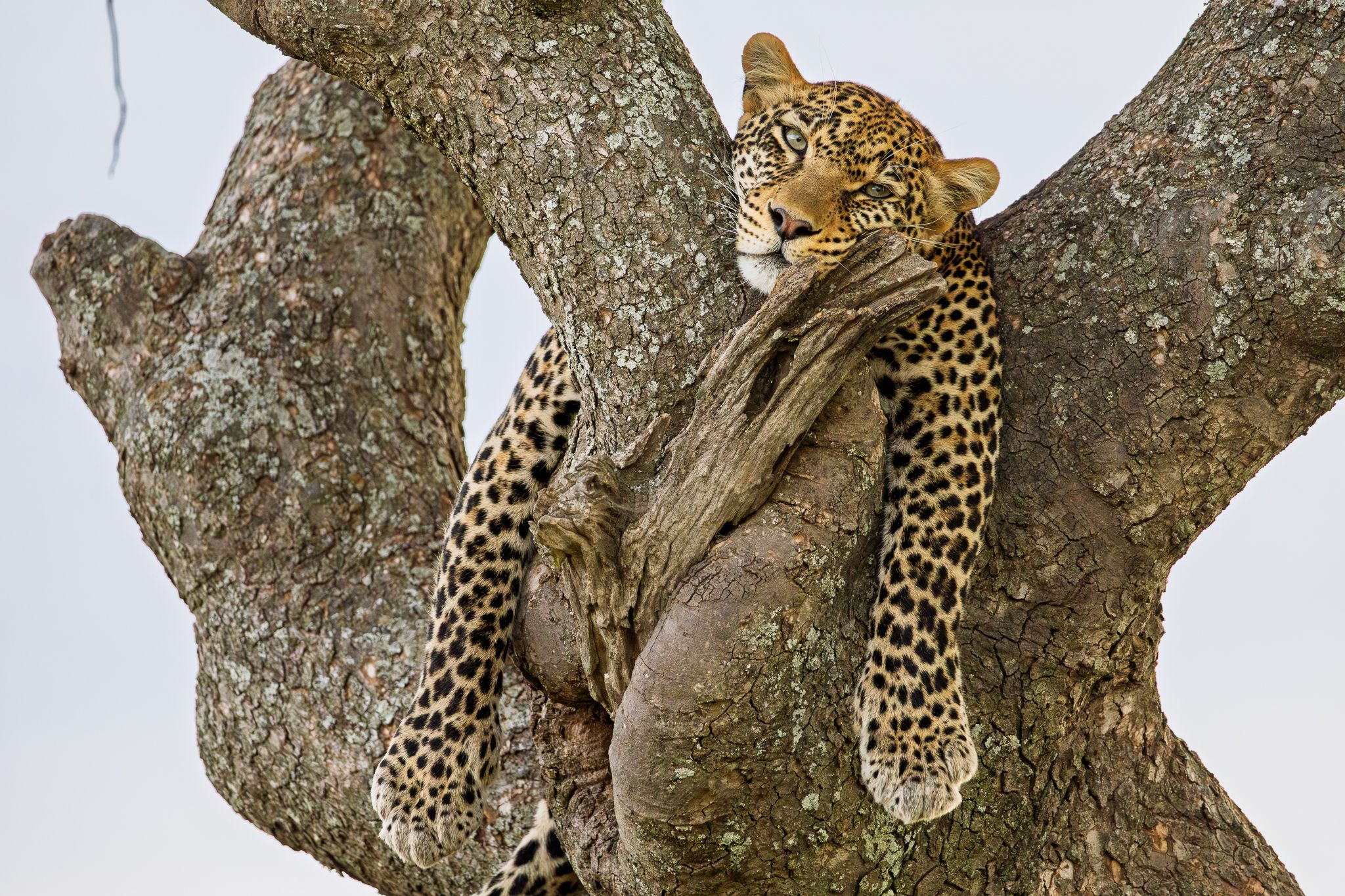 A leopard lounging in a tree in Serengeti National Park, Tanzania