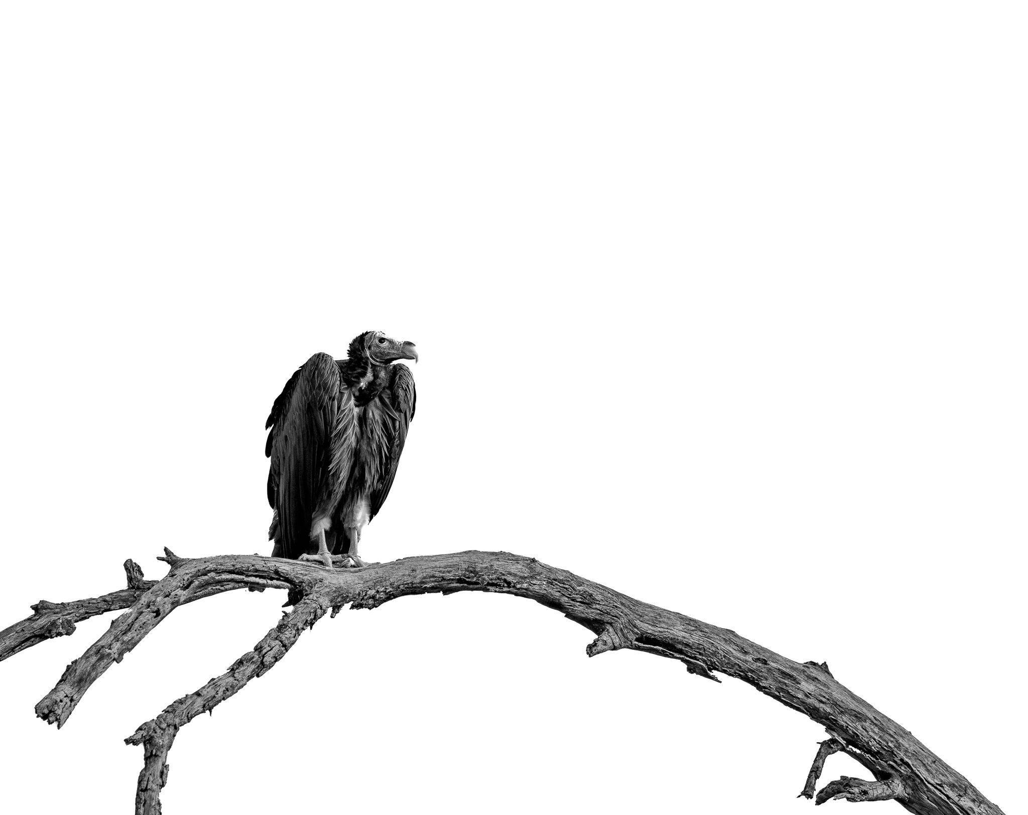 A Lappet-faced Vulture in the Okavango Delta, Botswana