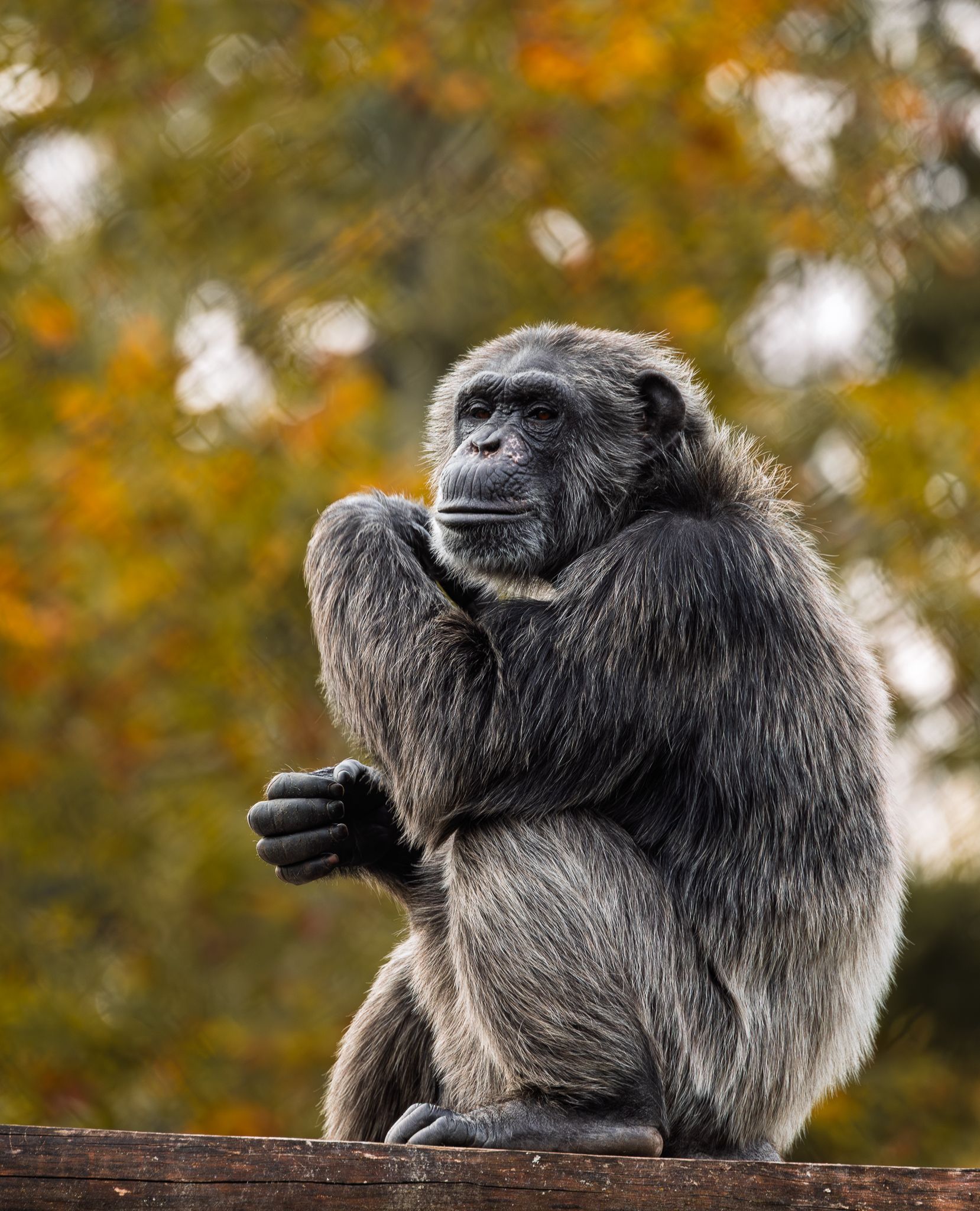 A Chimpanzee in the fall colors at the Oregon Zoo.