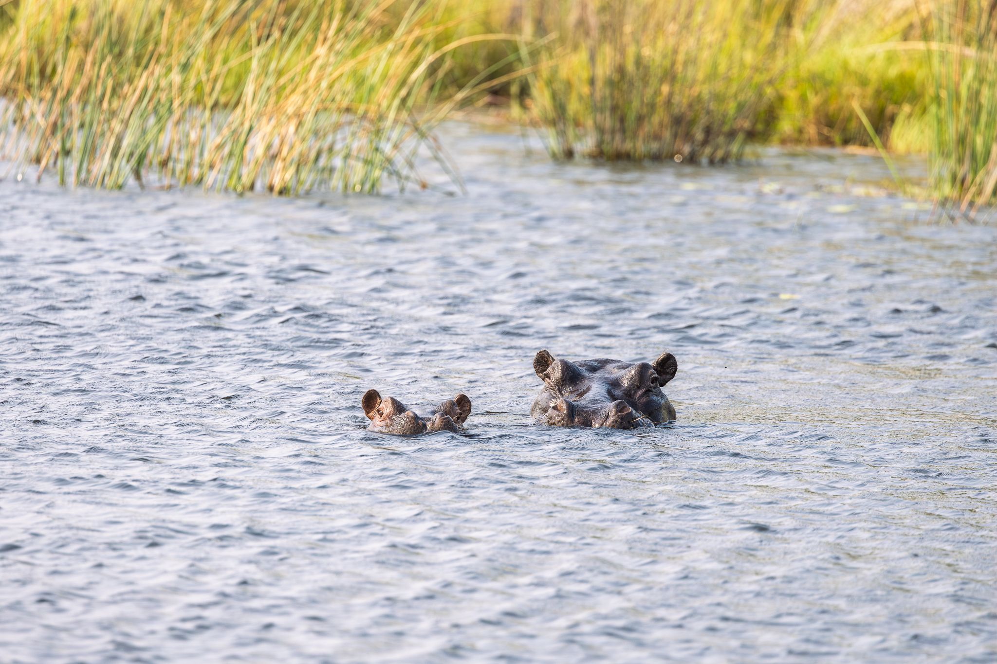 A hippo and her young submerged in the Okavango Delta, Botswana
