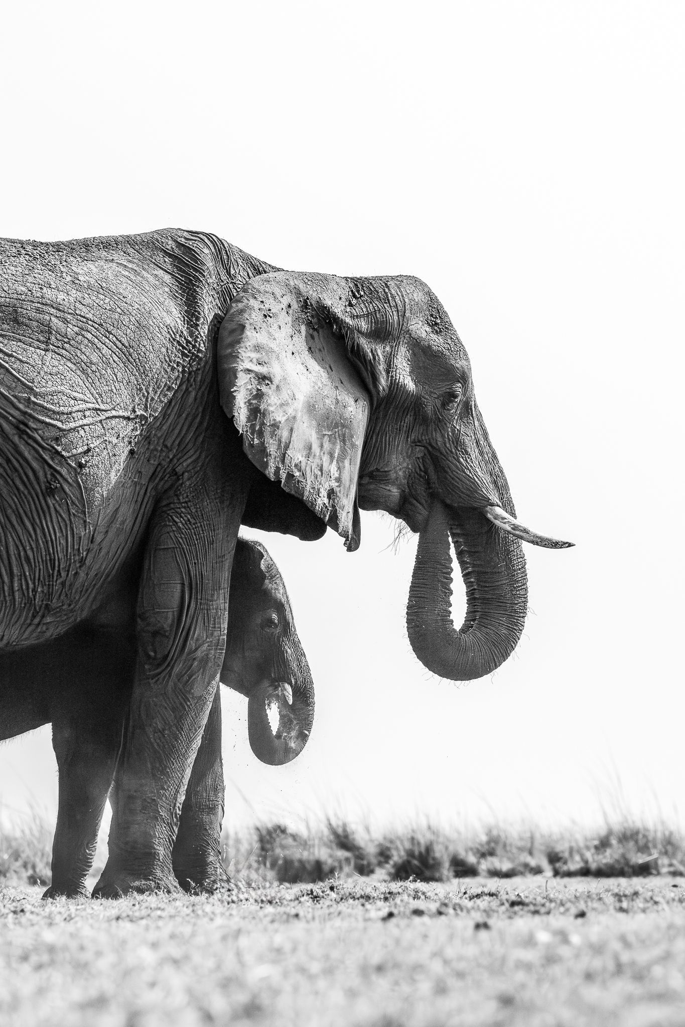 An Elephant mom with her baby mirroring her in Chobe National Park, Botswana