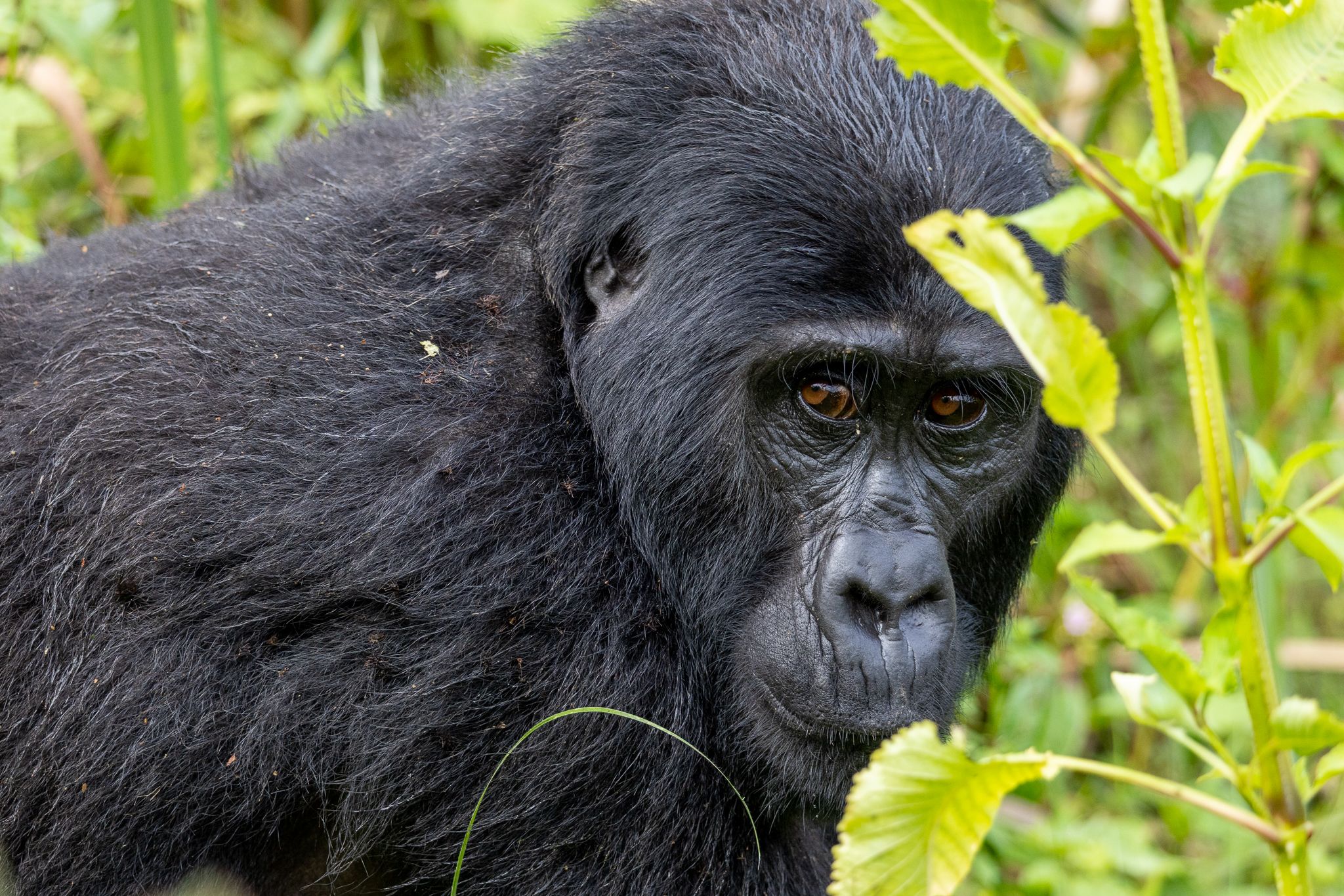 A Mountain Gorilla in Uganda
