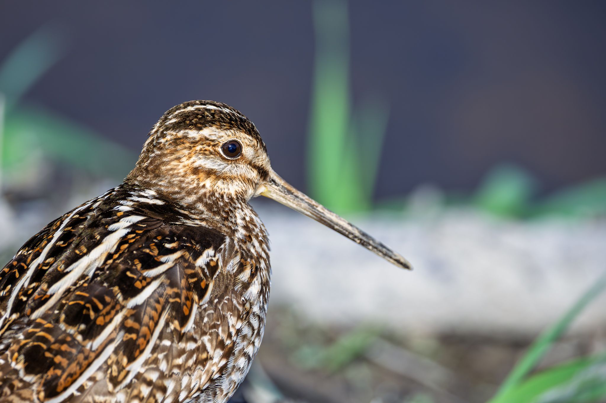 A Wilson's Snipe in Ridgefield National Wildlife Refuge.