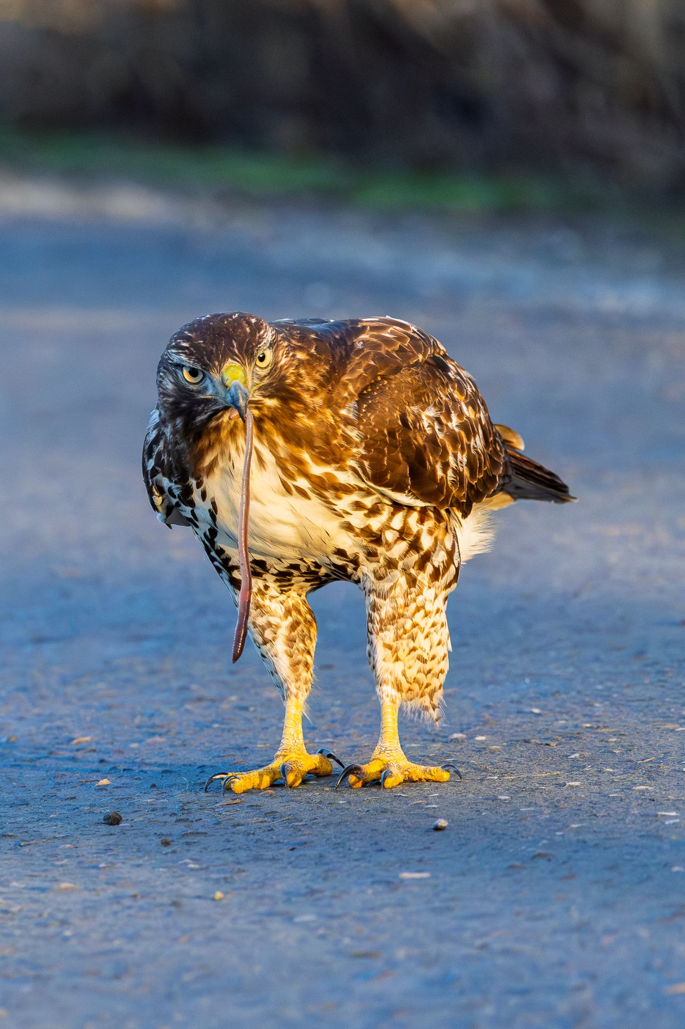 A Red-tailed hawk eating a worm in Ridgefield National Wildlife Refuge