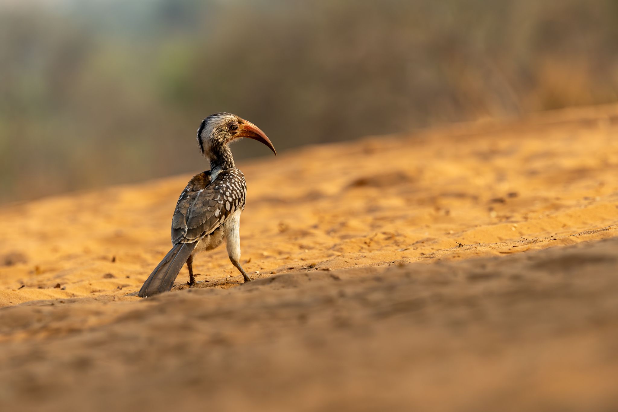 A Southern Red-billed Hornbill in Chobe National Park, Botswana