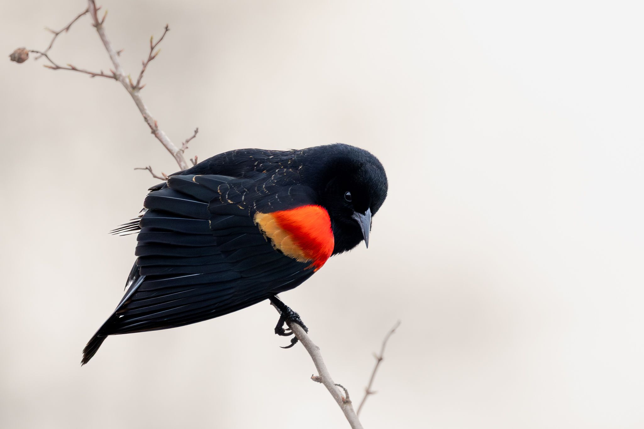 A Red-winged Blackbird on a cold winter morning.