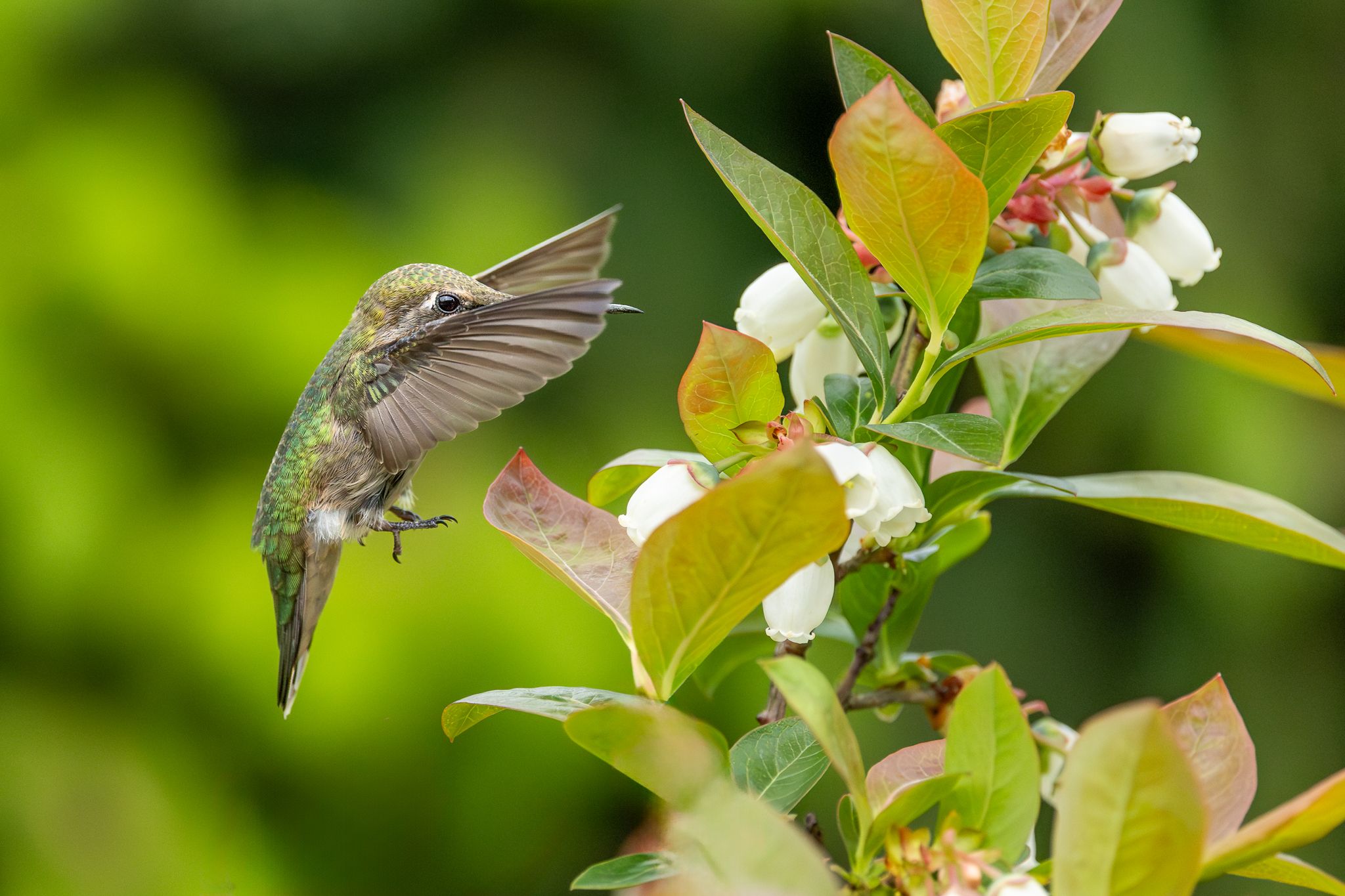 An Anna's Hummingbird in Washington State