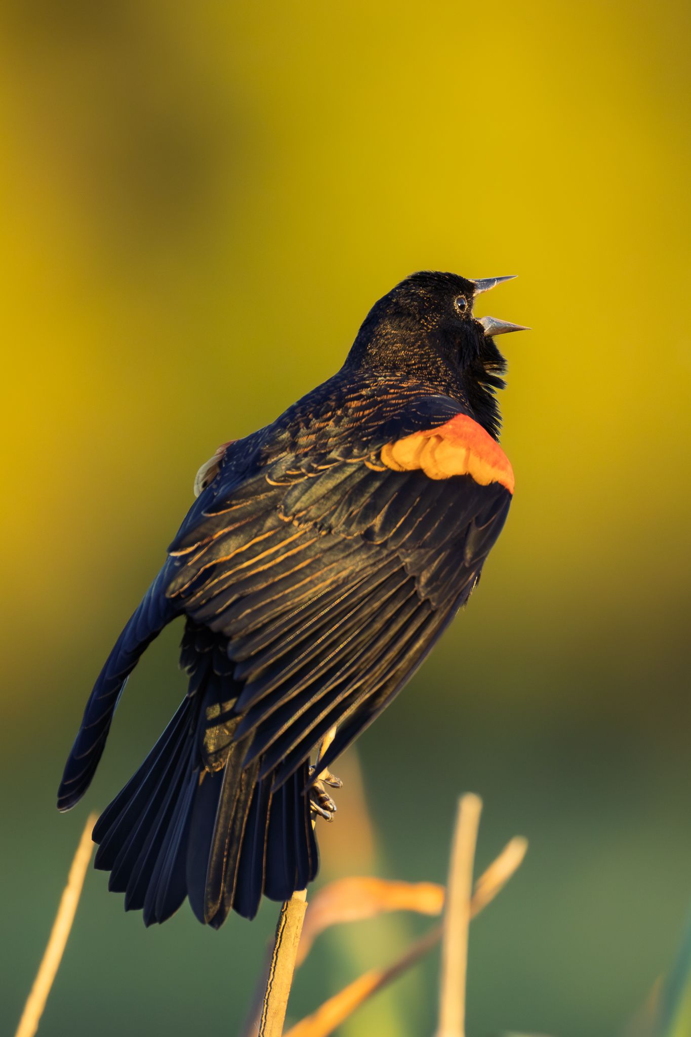 A Red-winged blackbird in Ridgefield National Wildlife Refuge.