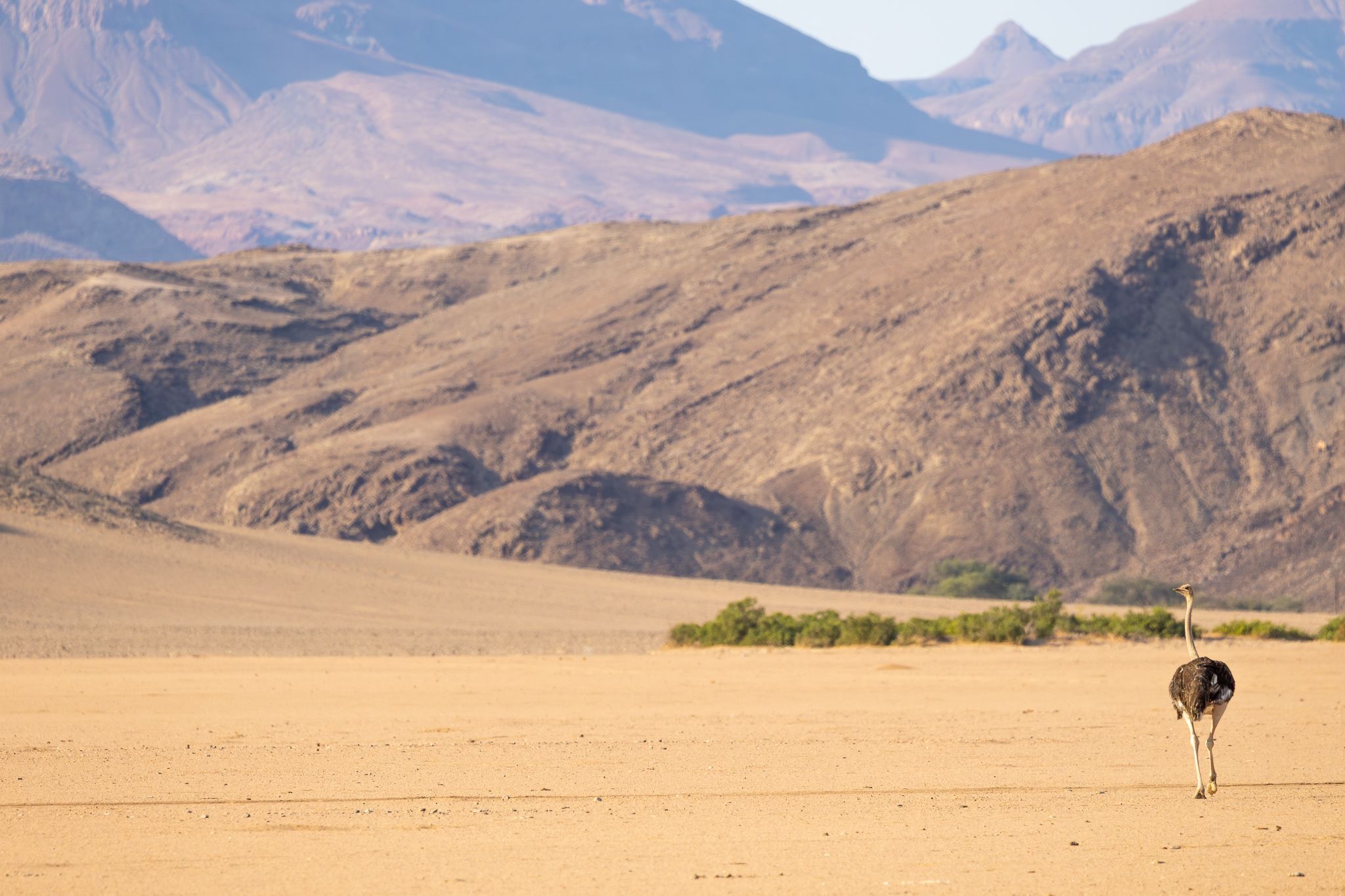 An Ostrich in the deserts of Namibia