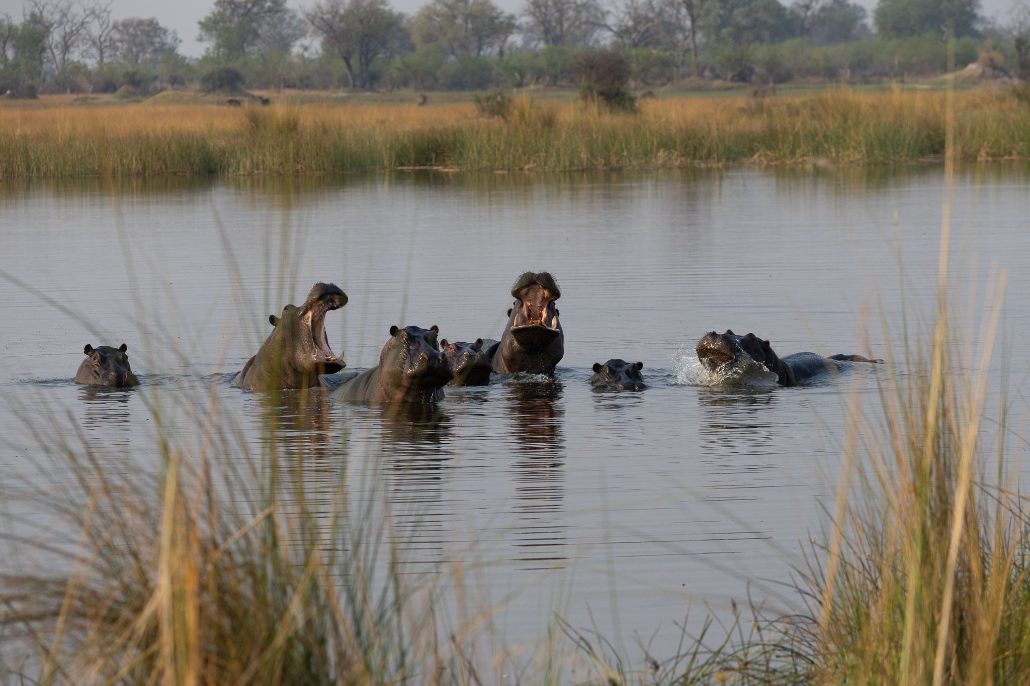 A couple Hippos in the group having a quick disagreement. Okavango Delta, Botswana.