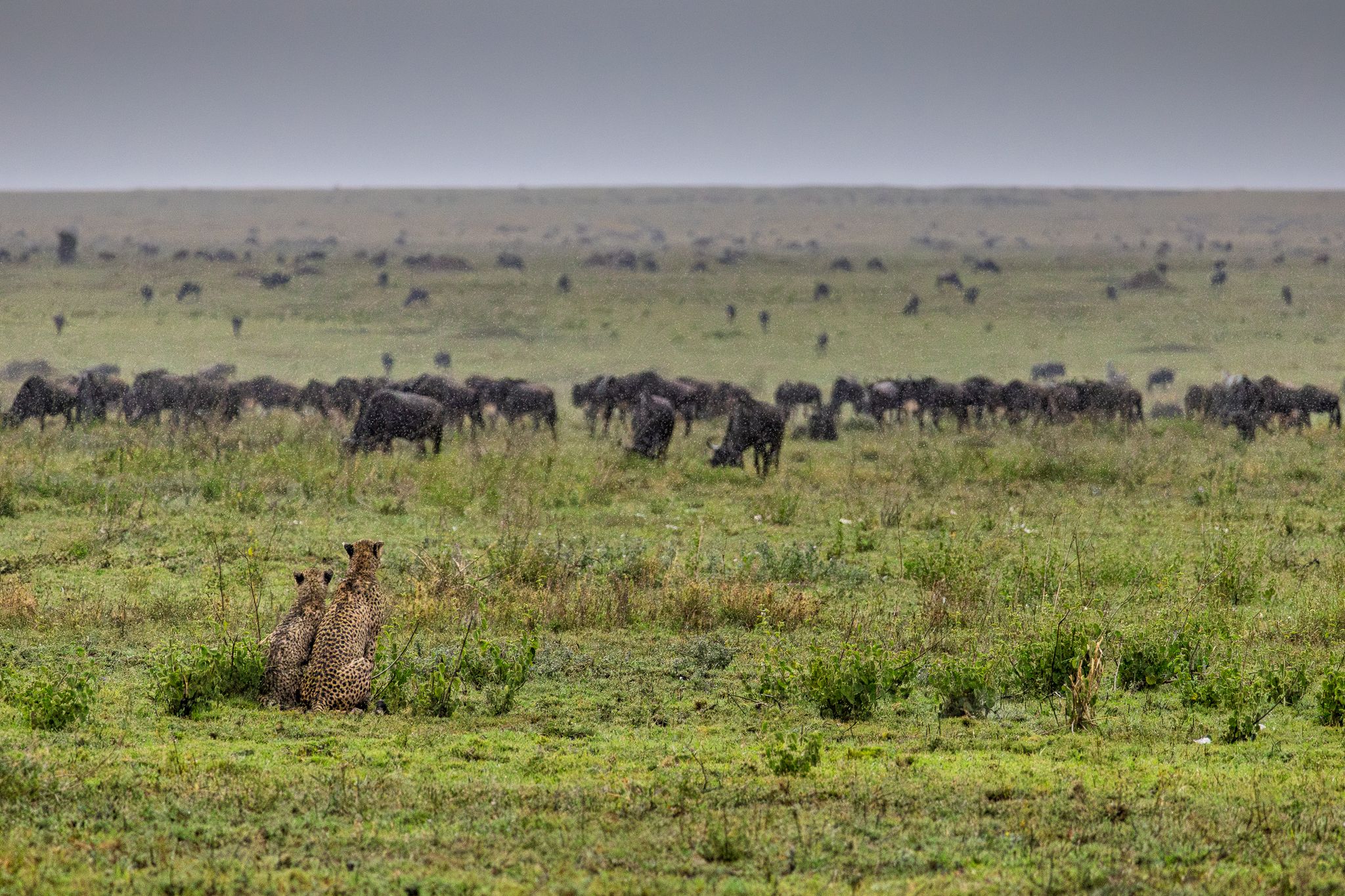 A mother cheetah and her cub watching a heard of wildebeest before she went on the hunt in Serengeti National Park, Tanzania