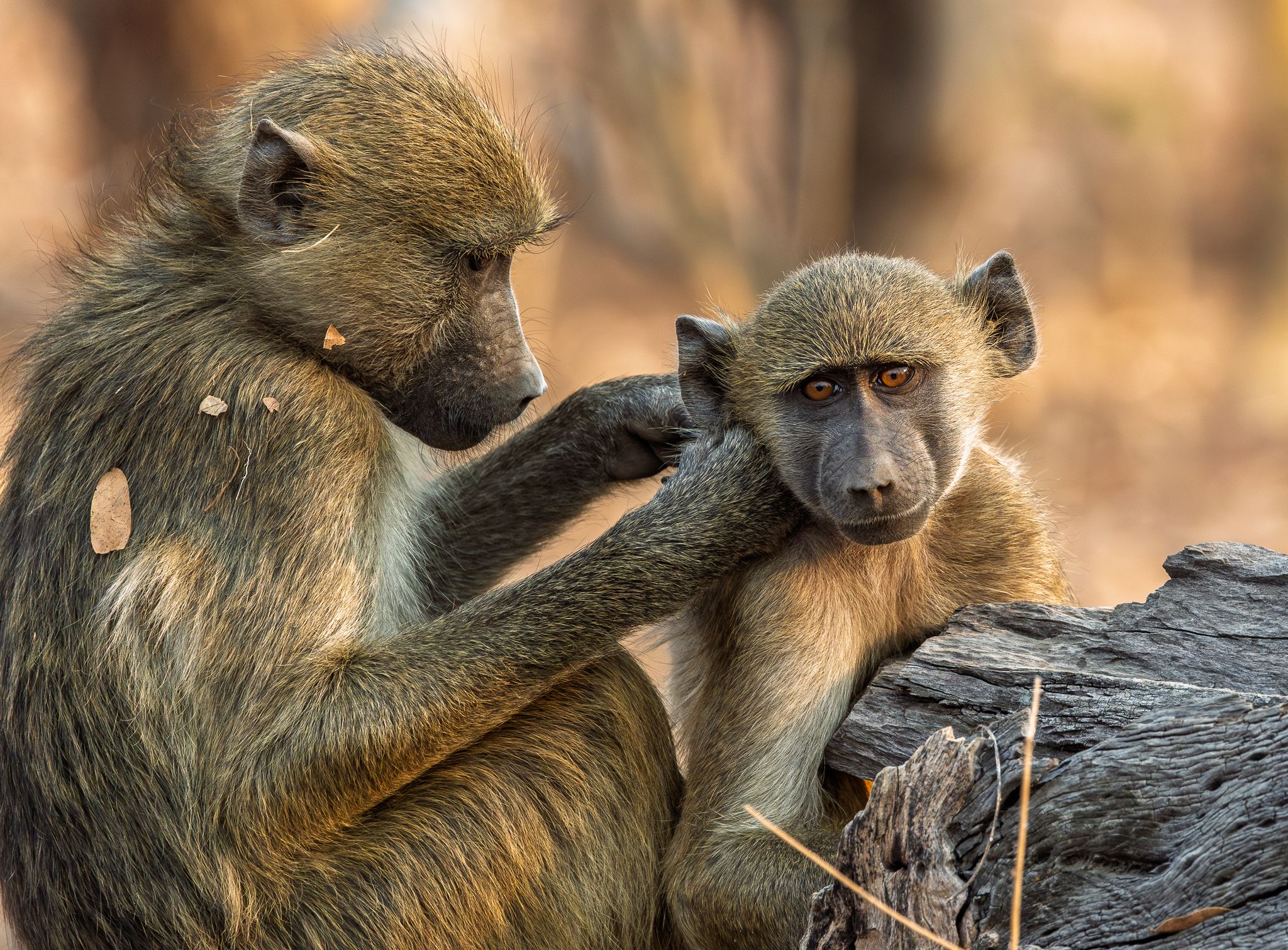 A mother chacma baboon grooming a you baboon in Chobe National Park, Botswana