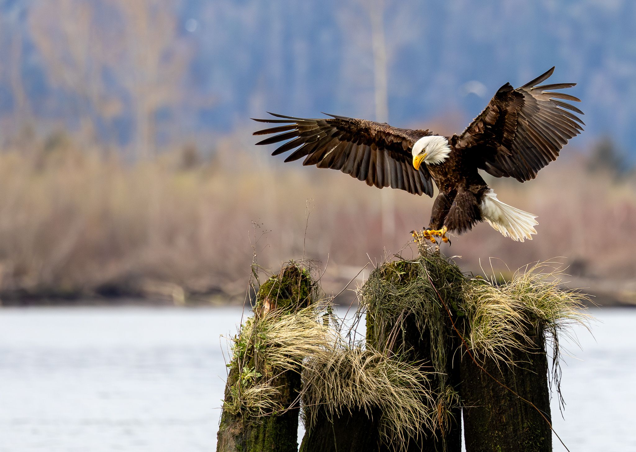 A Bald Eagle in the Columbia River during the smelt run.