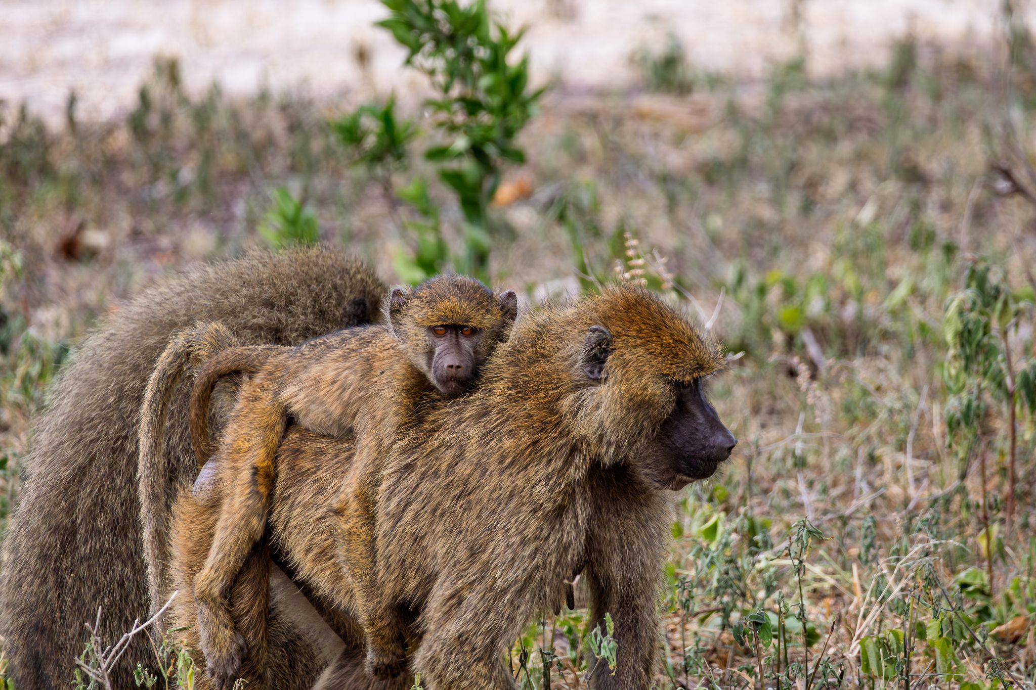 A young Chacma Baboon catching a ride in Tarangire National Park Tanzania