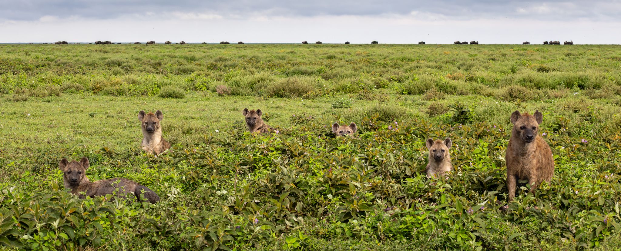A clan of spotted hyenas checking out what is going on in Ndutu, Tanzania