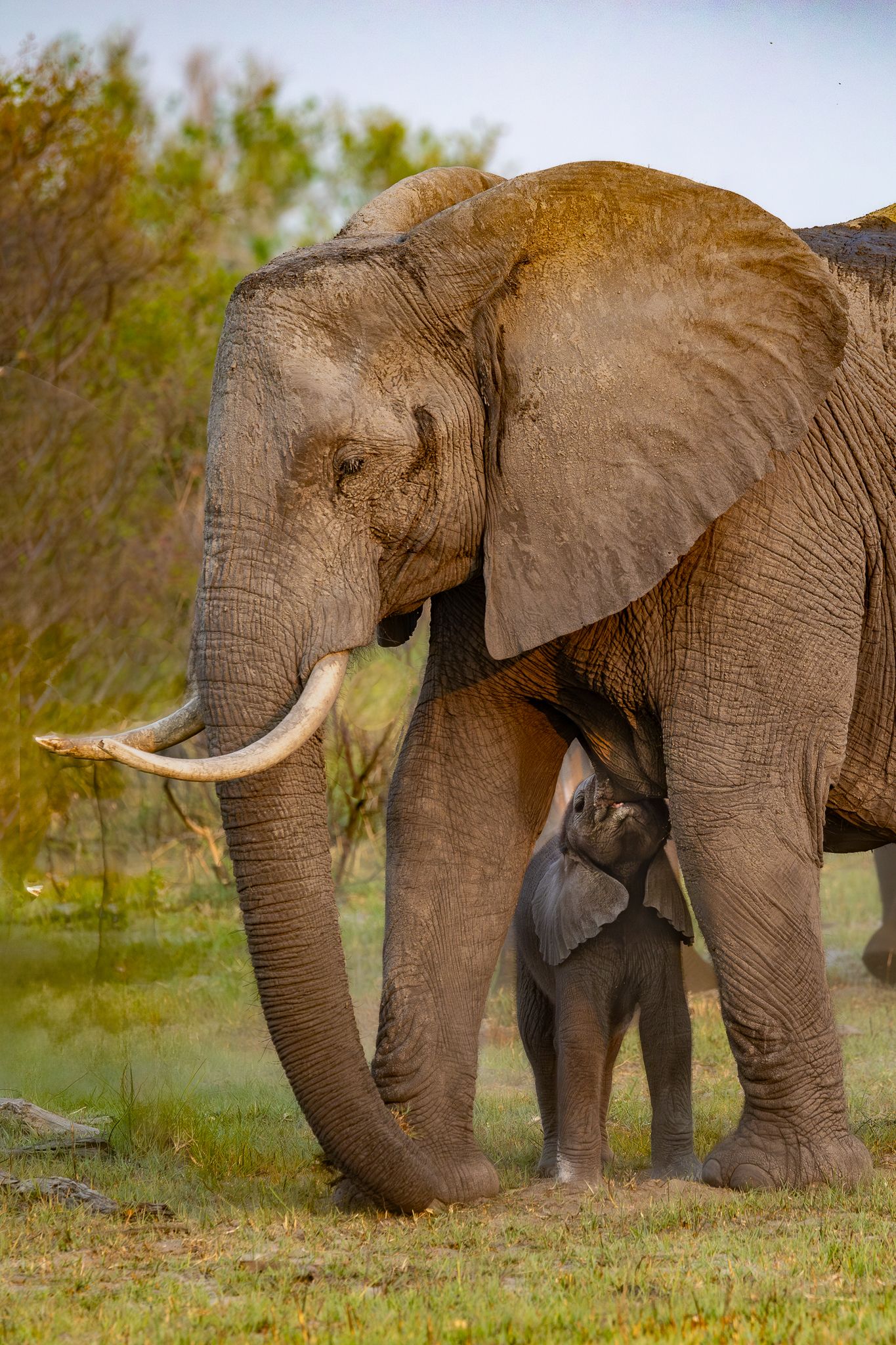A young Elephant nursing in the Okavango Delta, Botswana.
