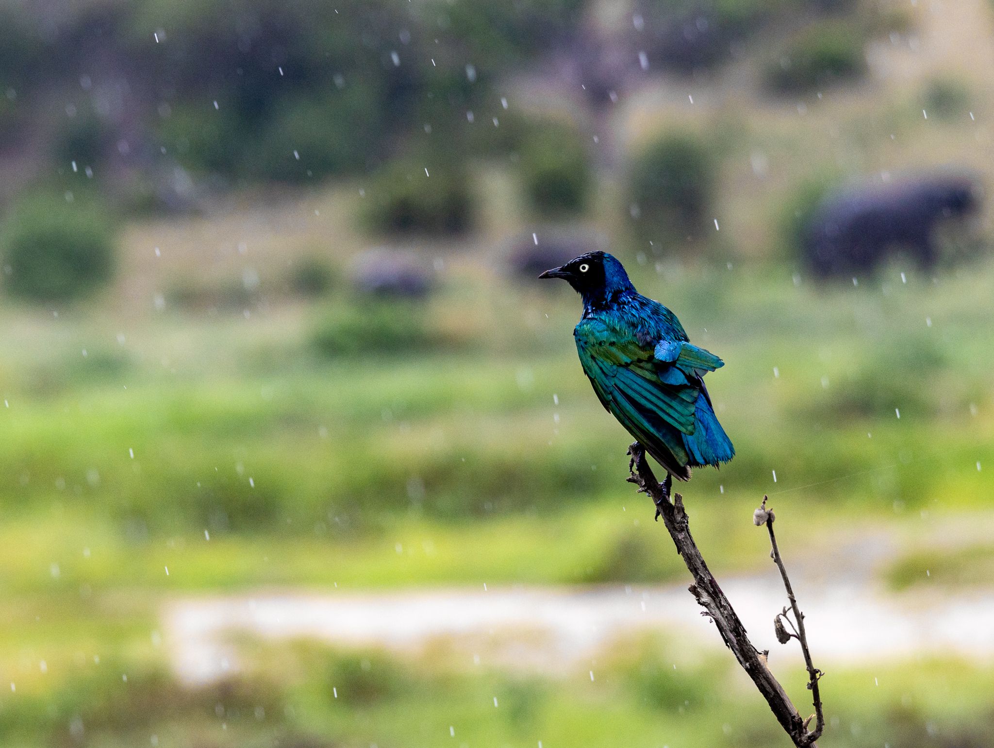A Starling in the rain in Tarangire National Park Tanzania