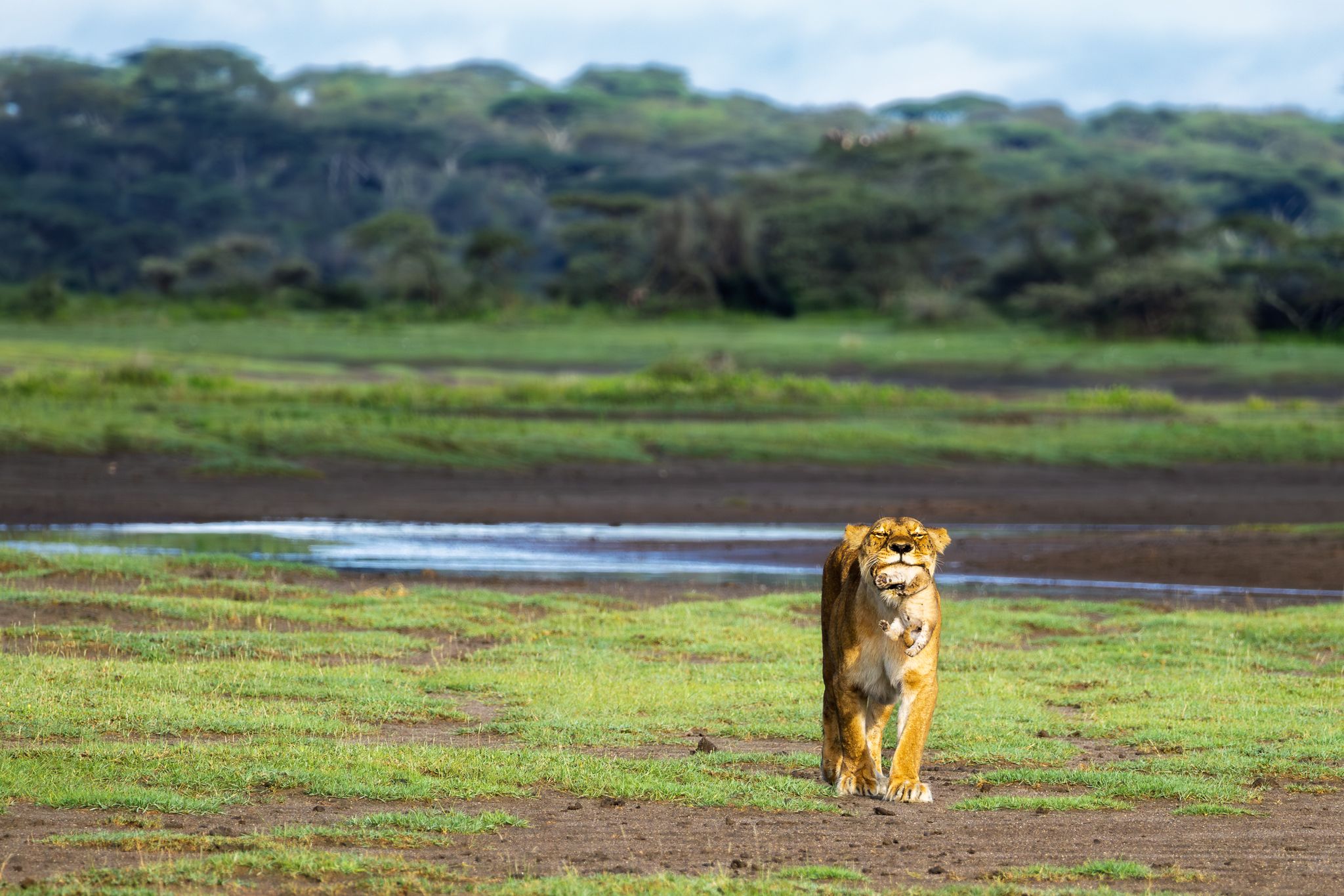 A mother lion carrying her young cub to a new den  in Ndutu, Tanzania